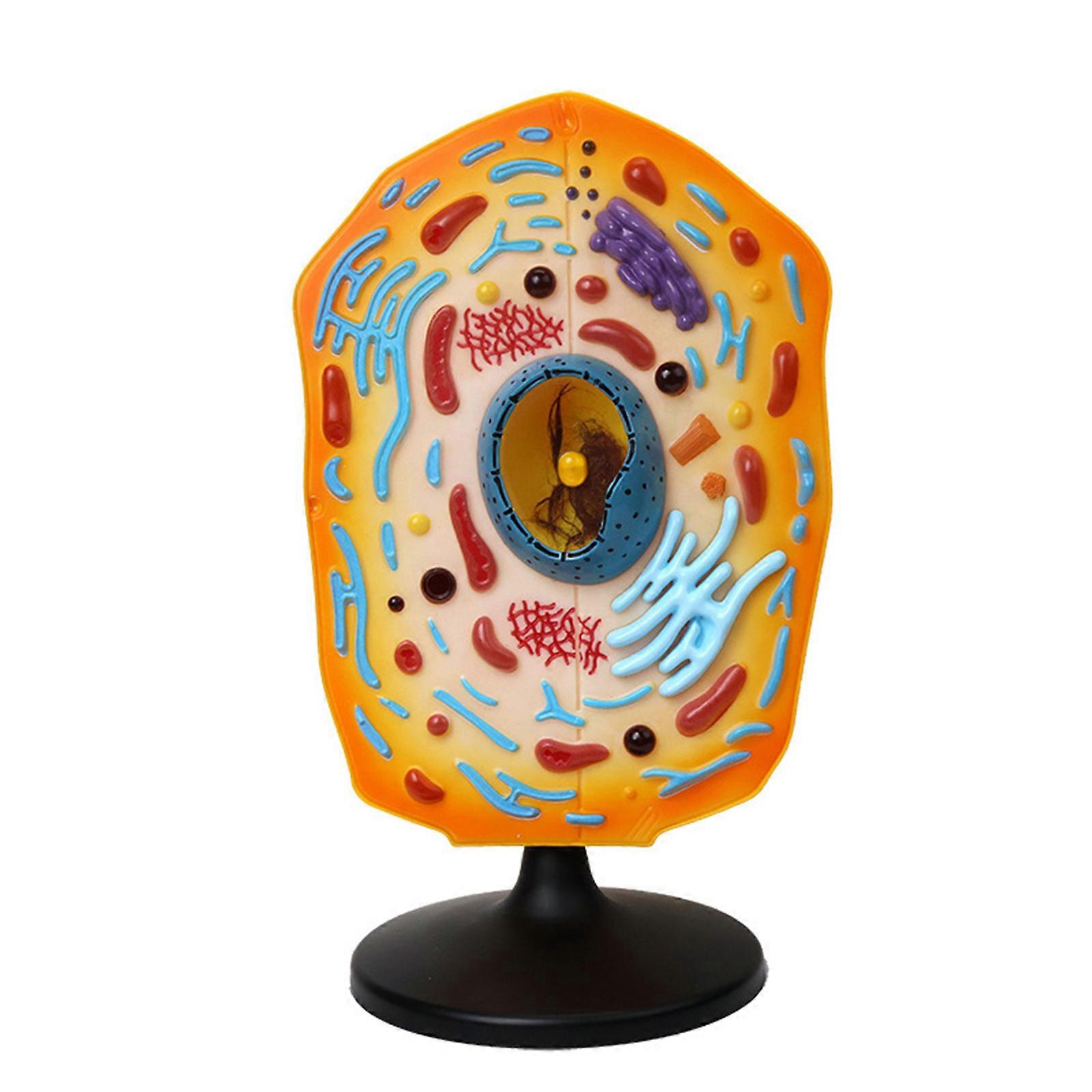 Anatomical Animal Cell Model With Removable Parts Classroom Demonstration Tool Biology Teaching Aid For Science Labs