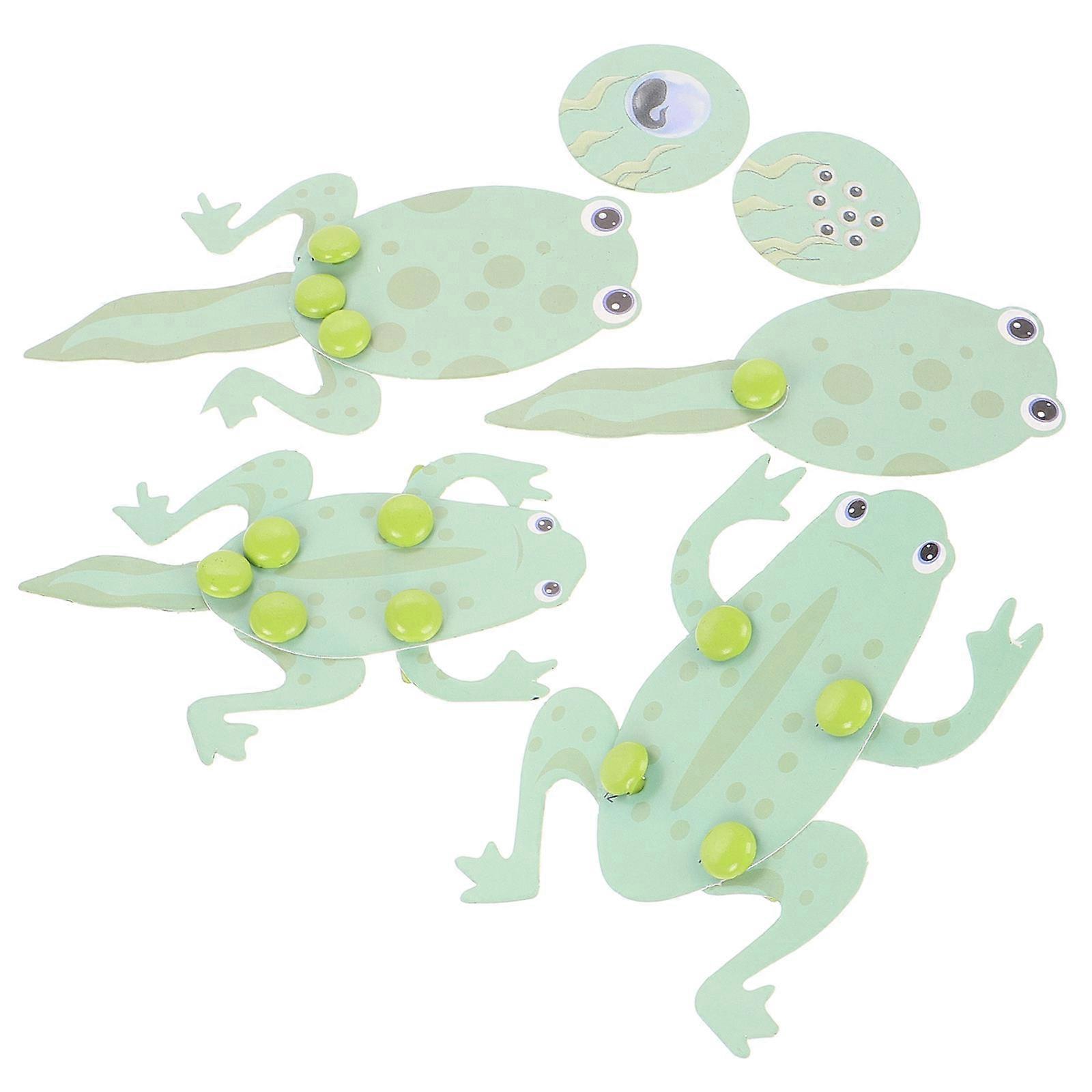 Tadpole Frog Learning Material Biology Kit for Preschool Educational Use 1Set