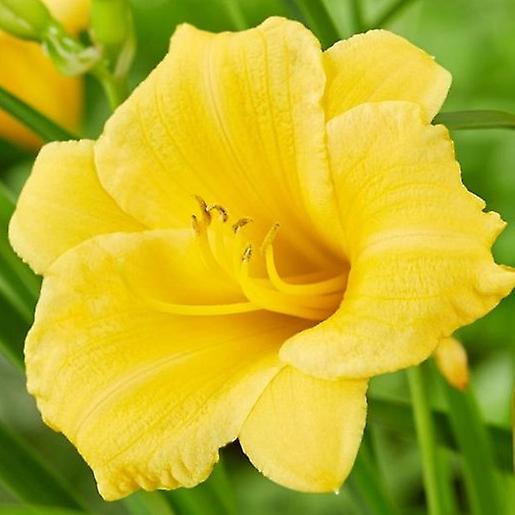 Hemerocallis Stella De Oro. Lirio de día.