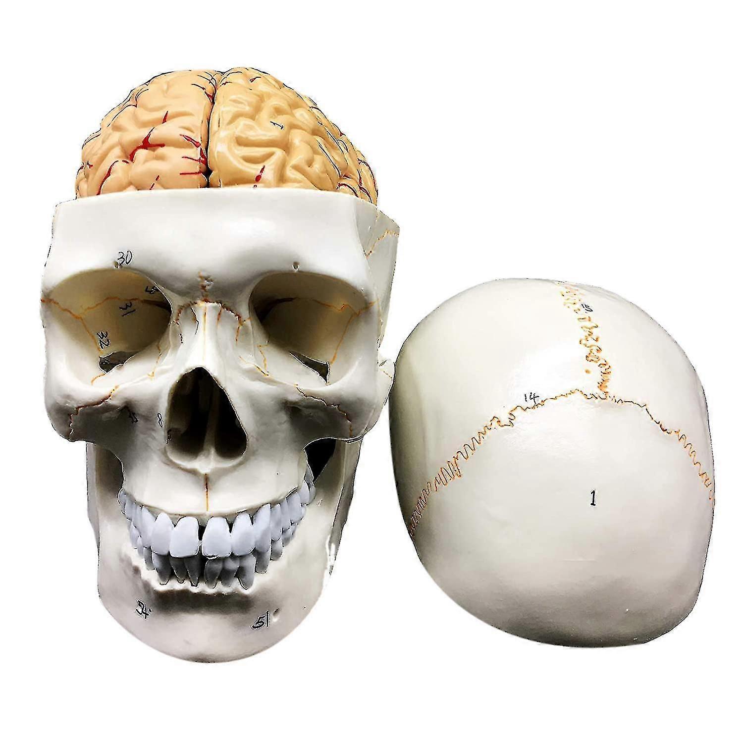 Human Skull With Brain Anatomical Model 8-part Life-size Anatomy For Science Classroom Study Display