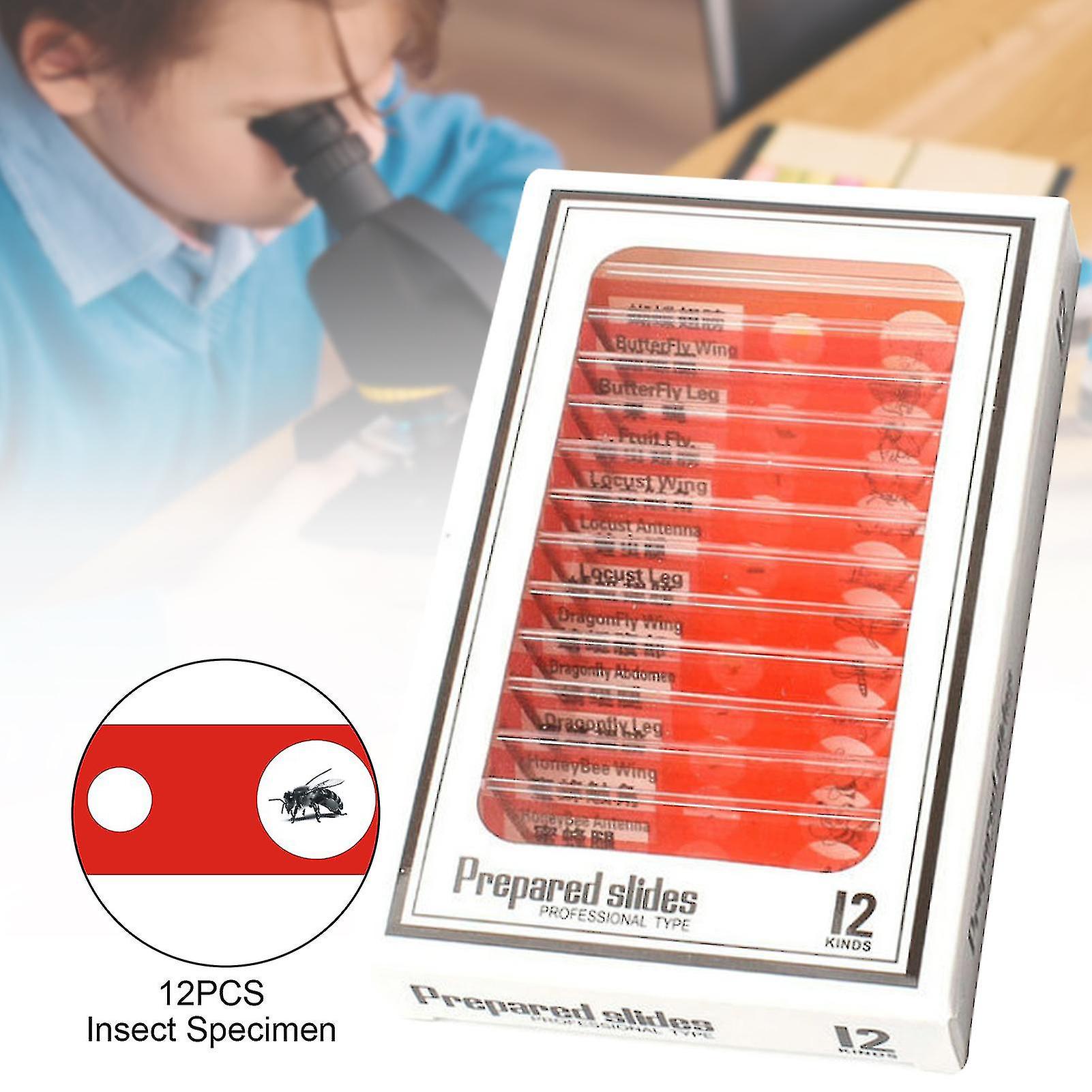 Kid Prepared Microscope Slides 12pcsmicroscope Slides With Specimens