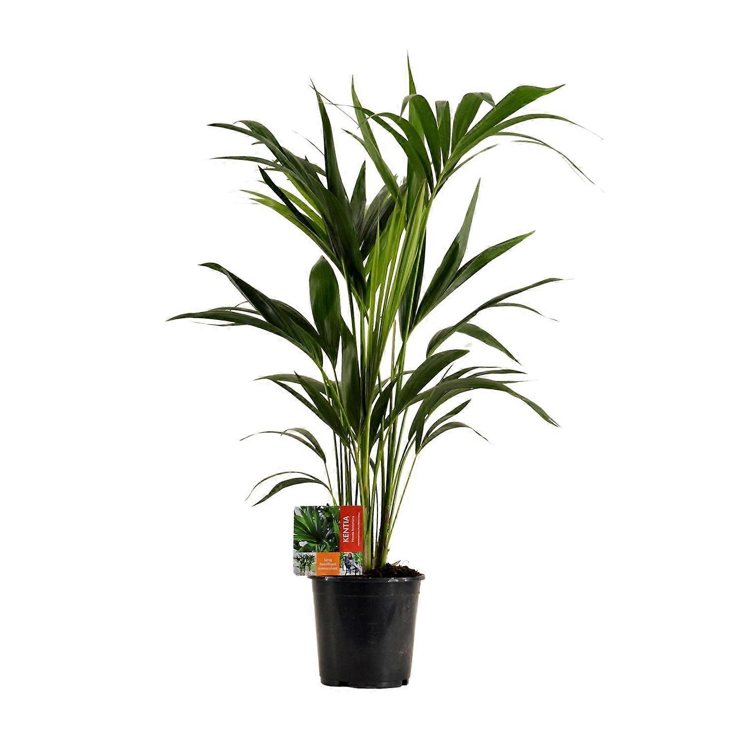 Howea Forsteriana - 90-100cm - Ø19cm