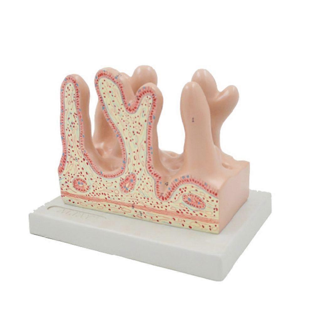 Anatomical Intestinal Villus Model Human Digestive System Model