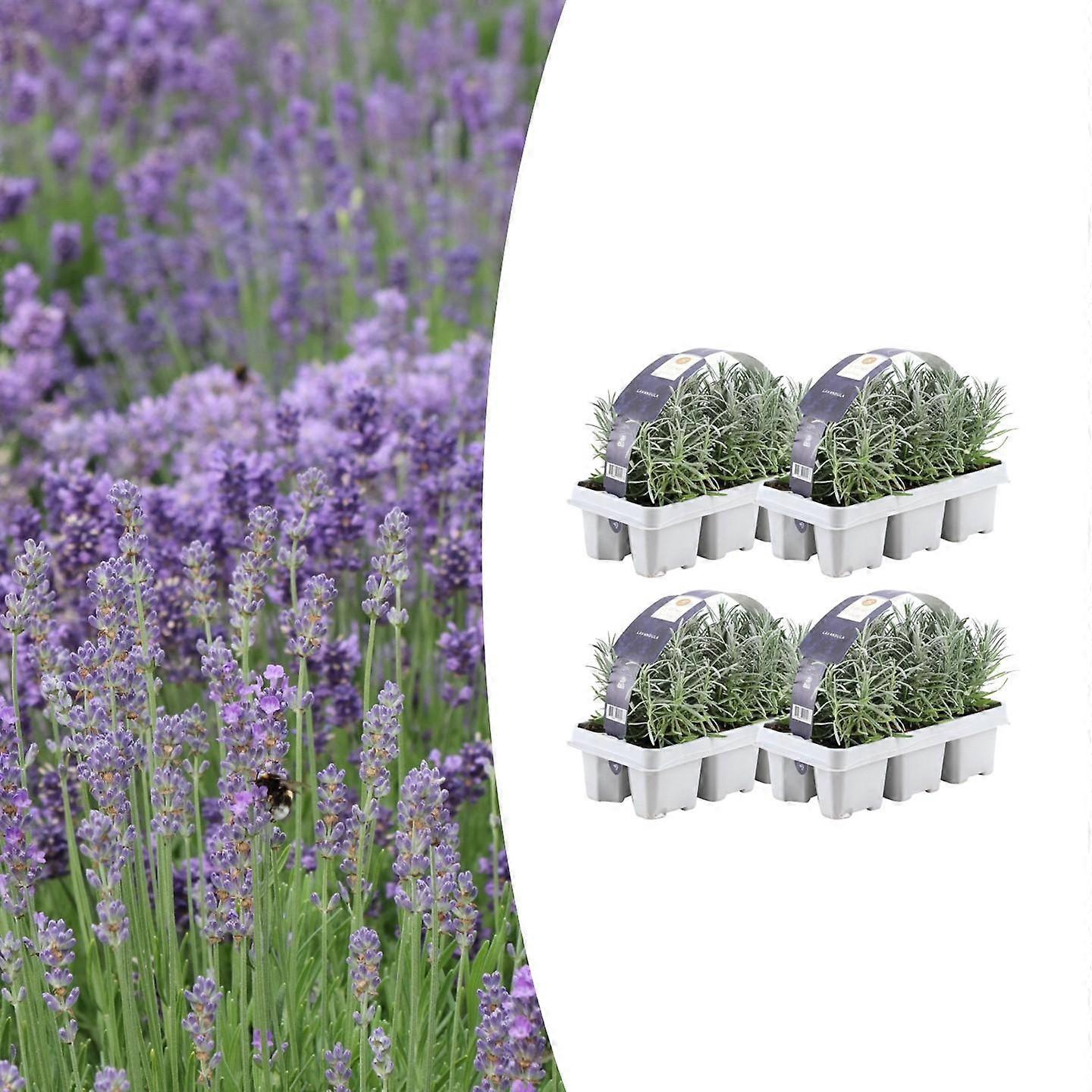 Lavanda angustifolia | 24 peças - 15cm - Ø7cm