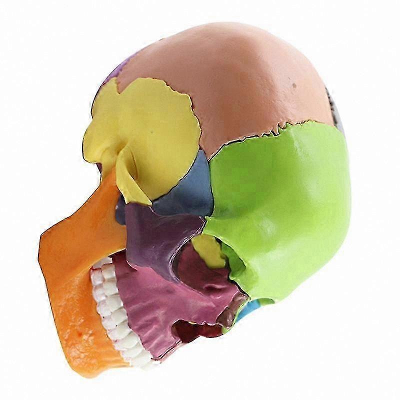 Anatomy Skull Model 1:2 Scale Educational Tool for Student Study and Assembly