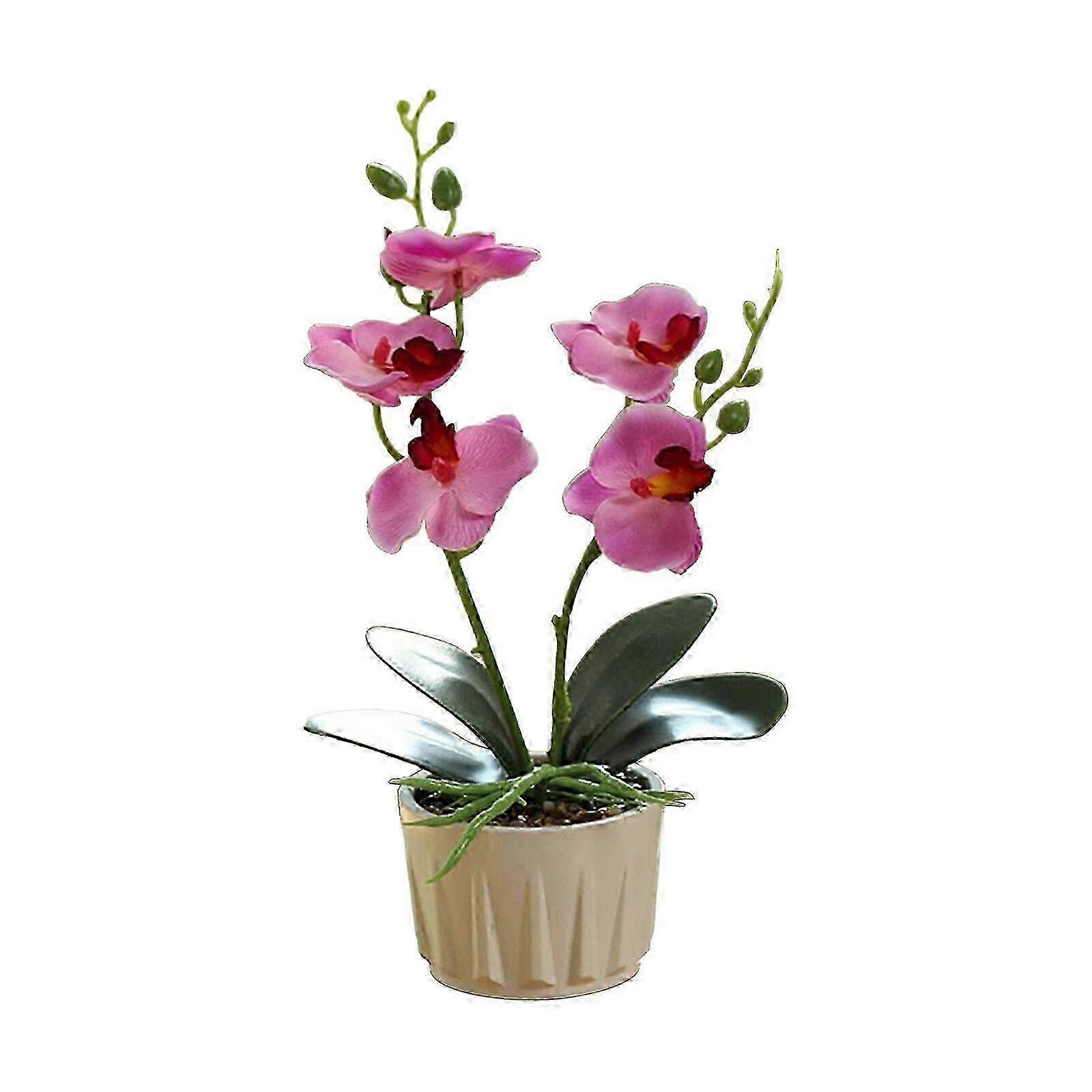 New Bonsai Of Two Forked And Five Flowered Phalaenopsis
