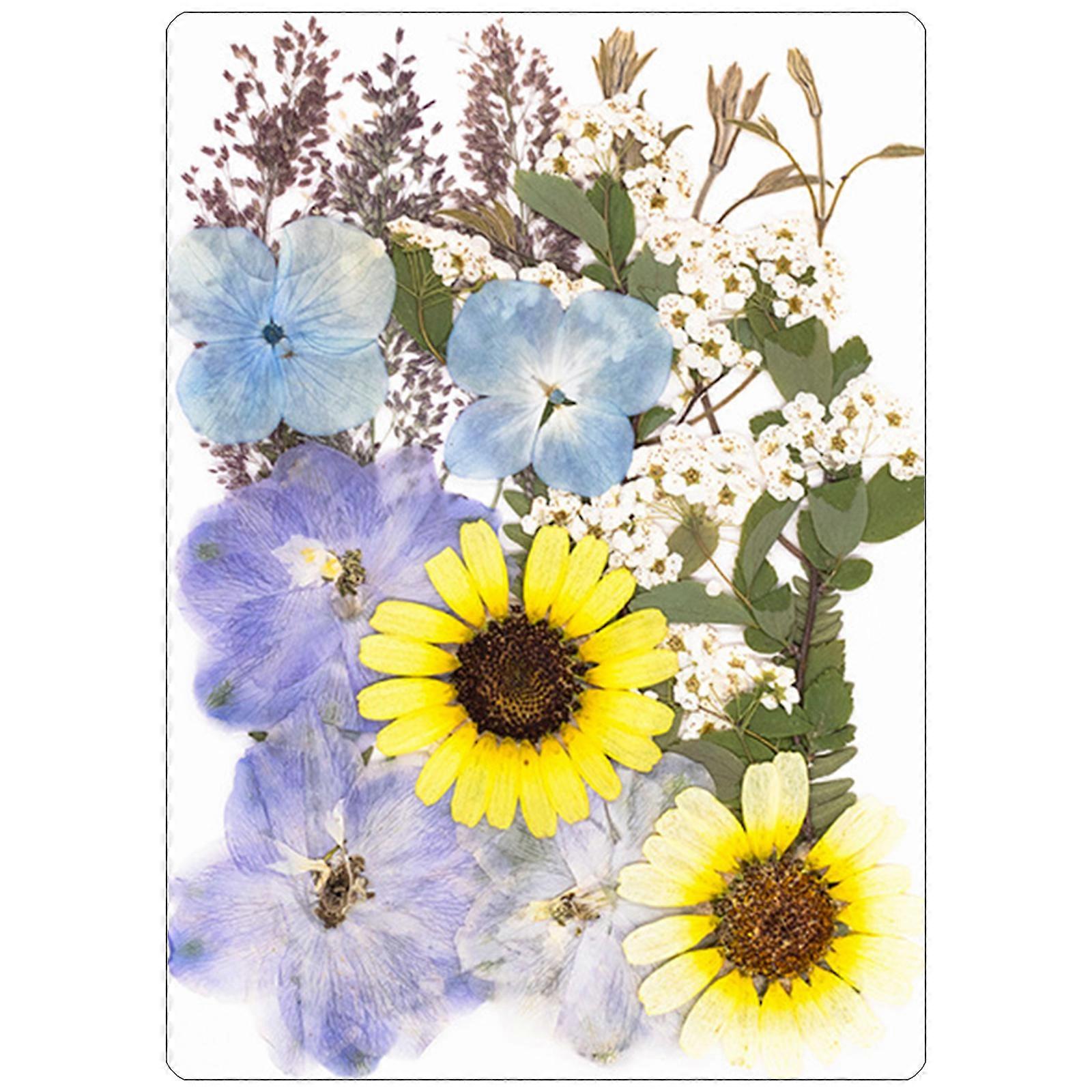 18 Pressed Floral Piece Sustainable Set for Creative Arrangements and Homes Styling Projects Multicolor