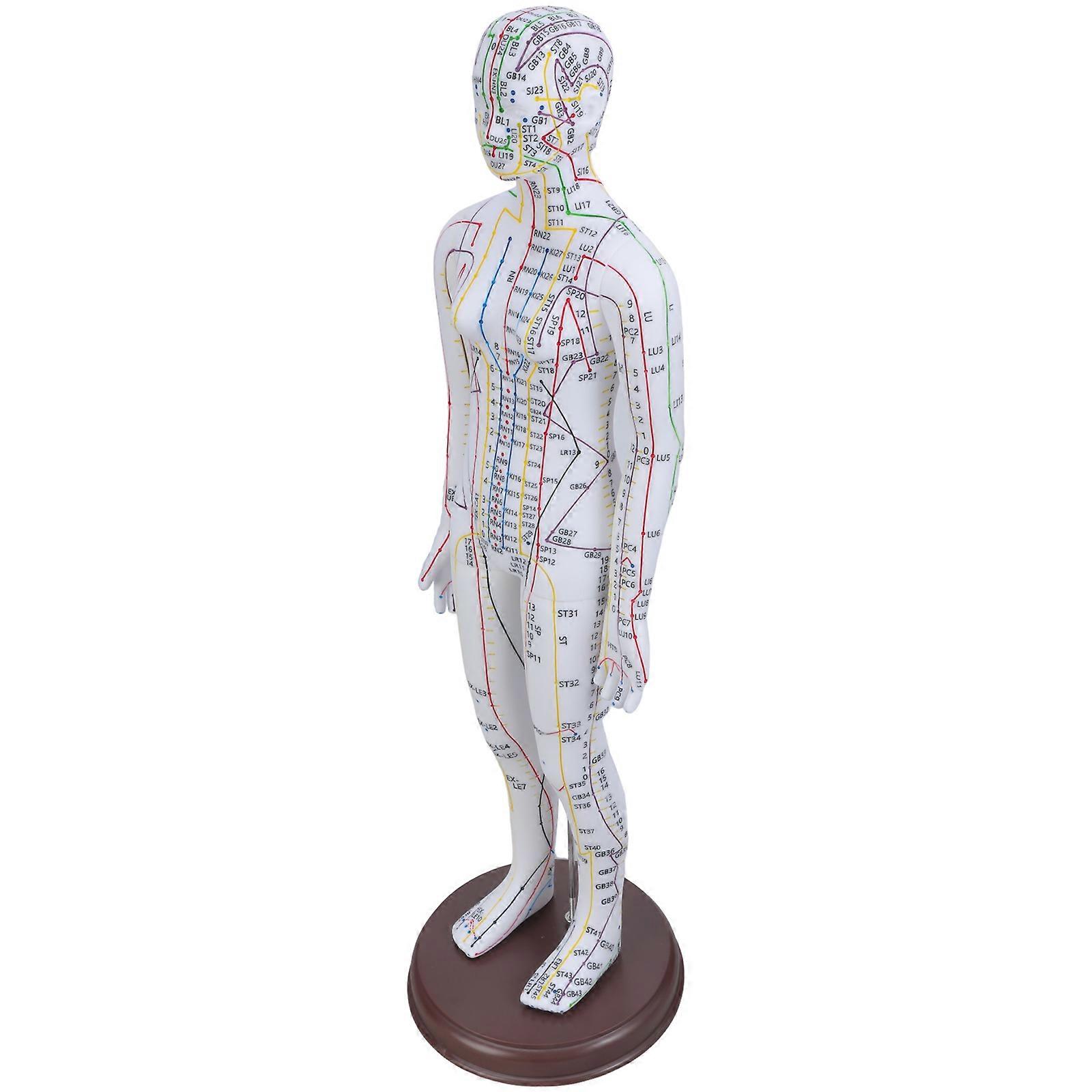 20.47In Human Acupuncture Model with Acupoints and Meridians for Student and Beginner Acupuncture Acupunture Practice Multicolor