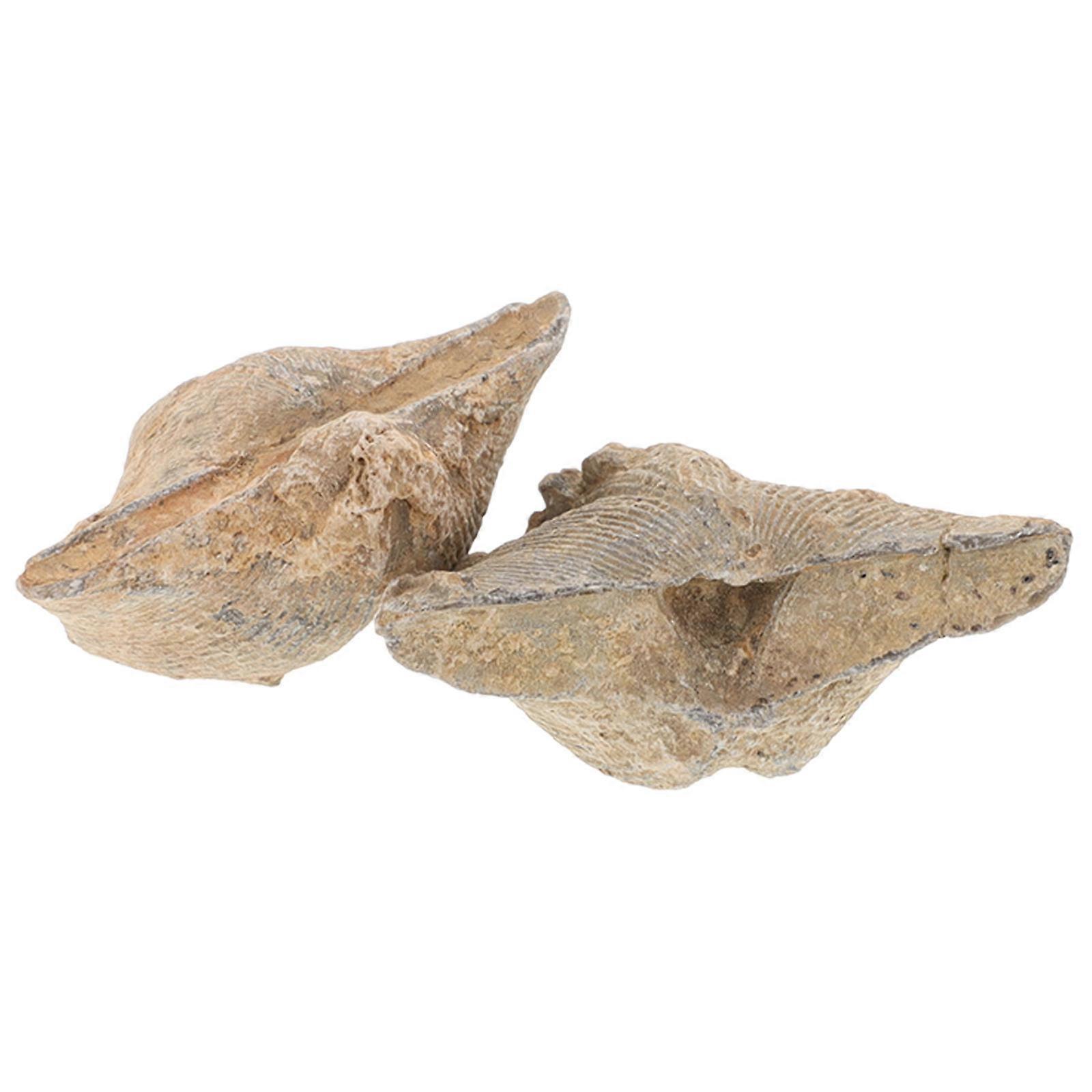 Marine Specimen Spirifer for Teaching 2Pcs Natural Shell Decoration