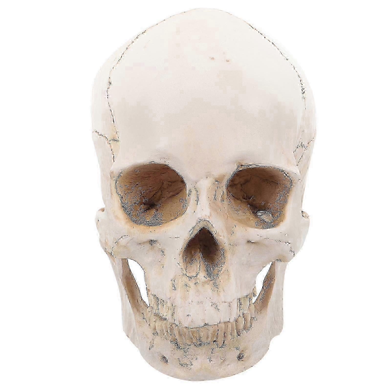 Anatomically Accurate Detachable Skull
