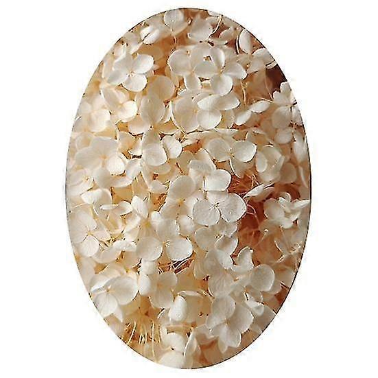1 Box Preserved Dried Flower Colorfast Widely Applied Natural Practical Beautiful Preserved Dried Hydrangea Party Favors