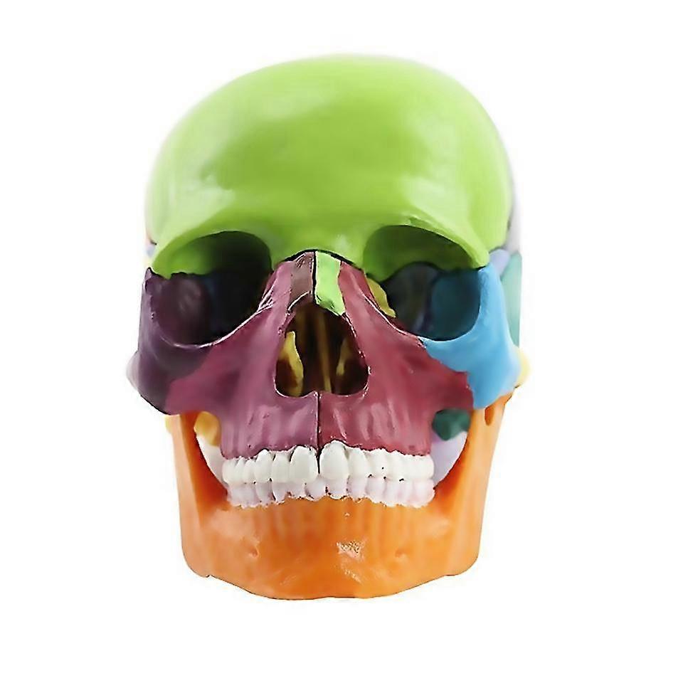 For medicalskull human body model education skull modelmulticolor