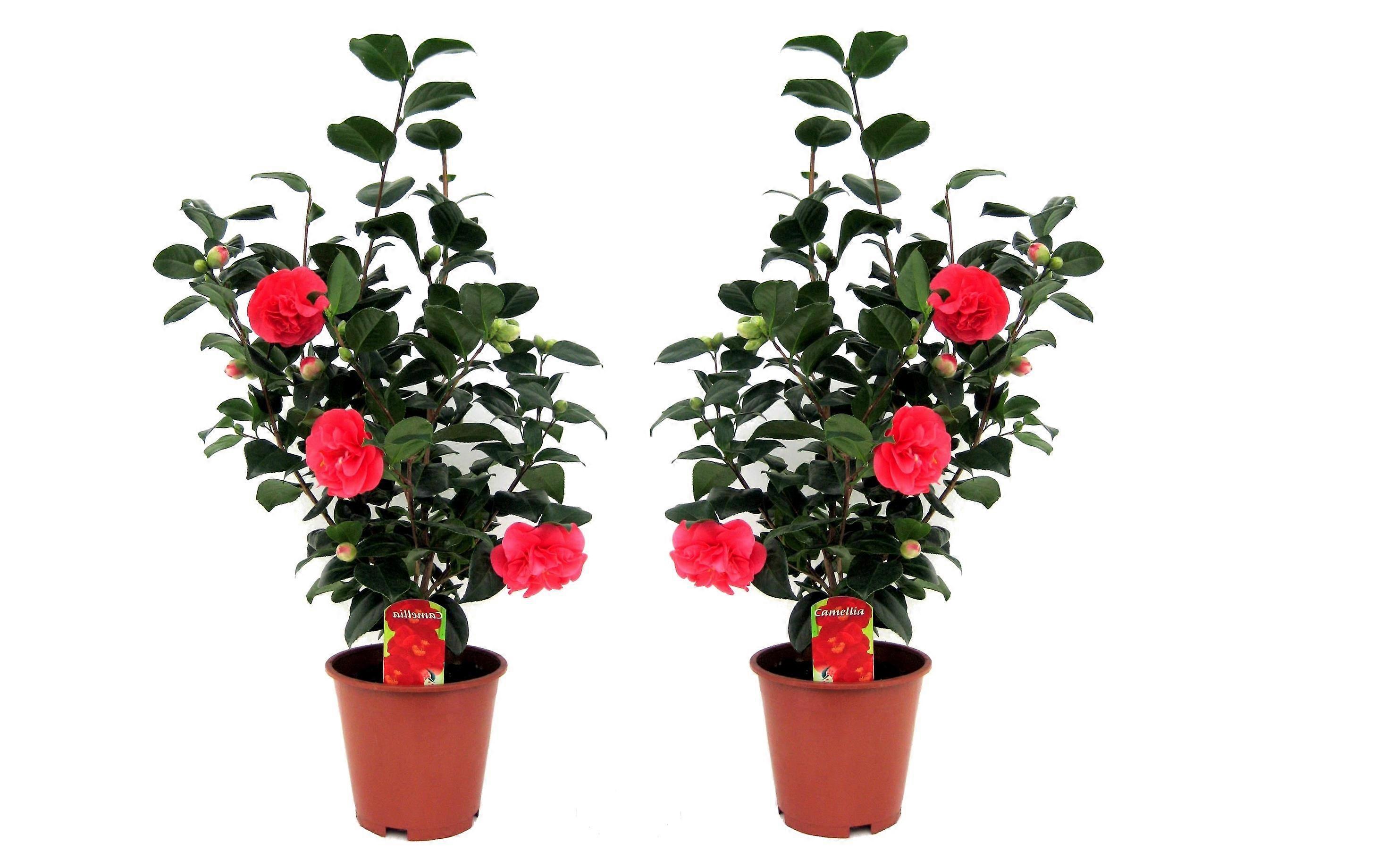 Japonská kamélia - 2 ks. - Kamélia 'Lady Campbell' - výška 60-70 cm - ⌀19 cm