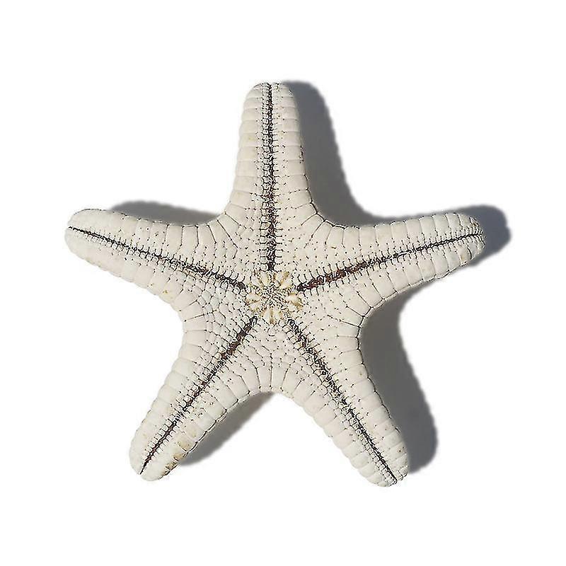 3db 5cm Kis Starfish Star Sea Shell Beach Craft