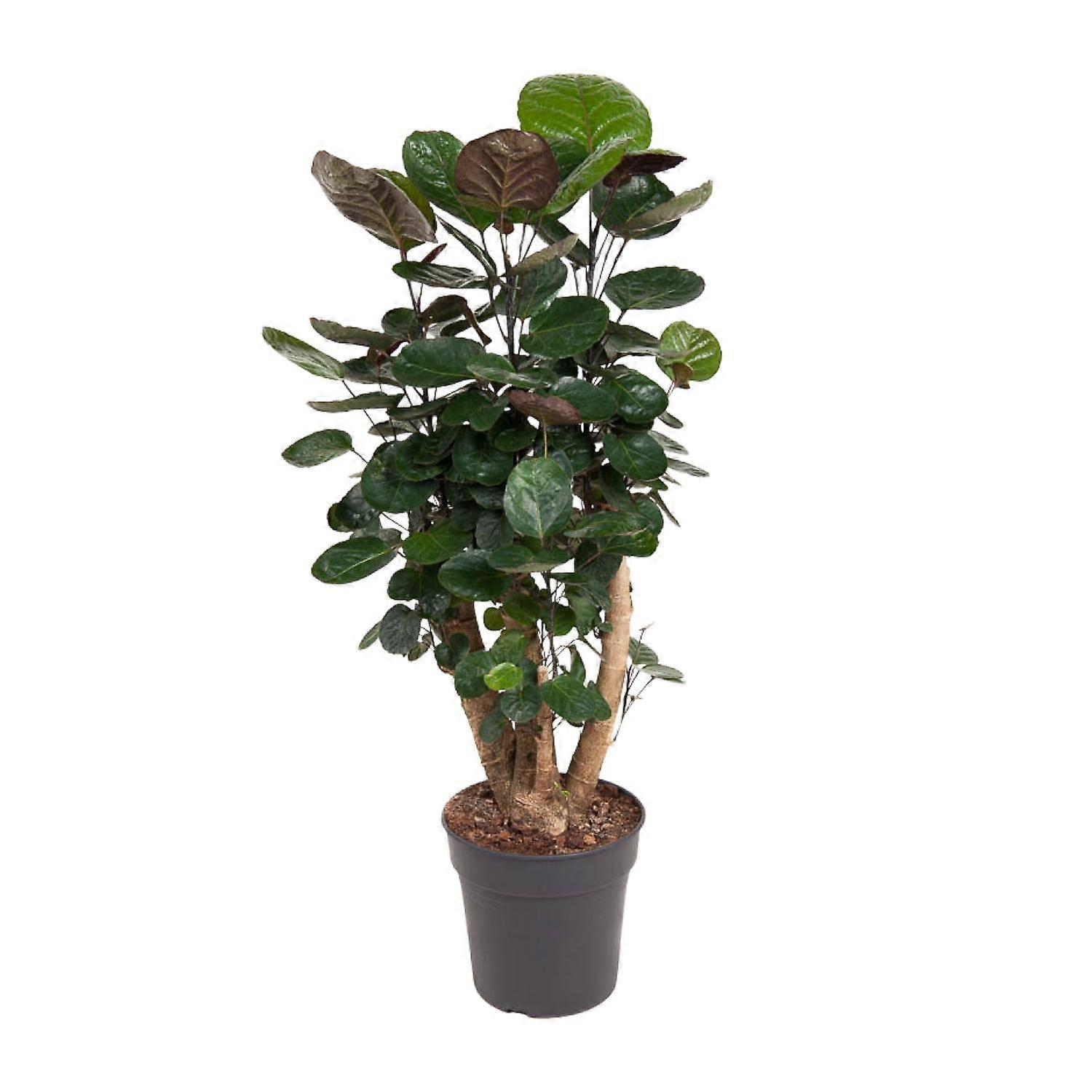 Polyscias Fabian - 80-90cm - Ø24cm