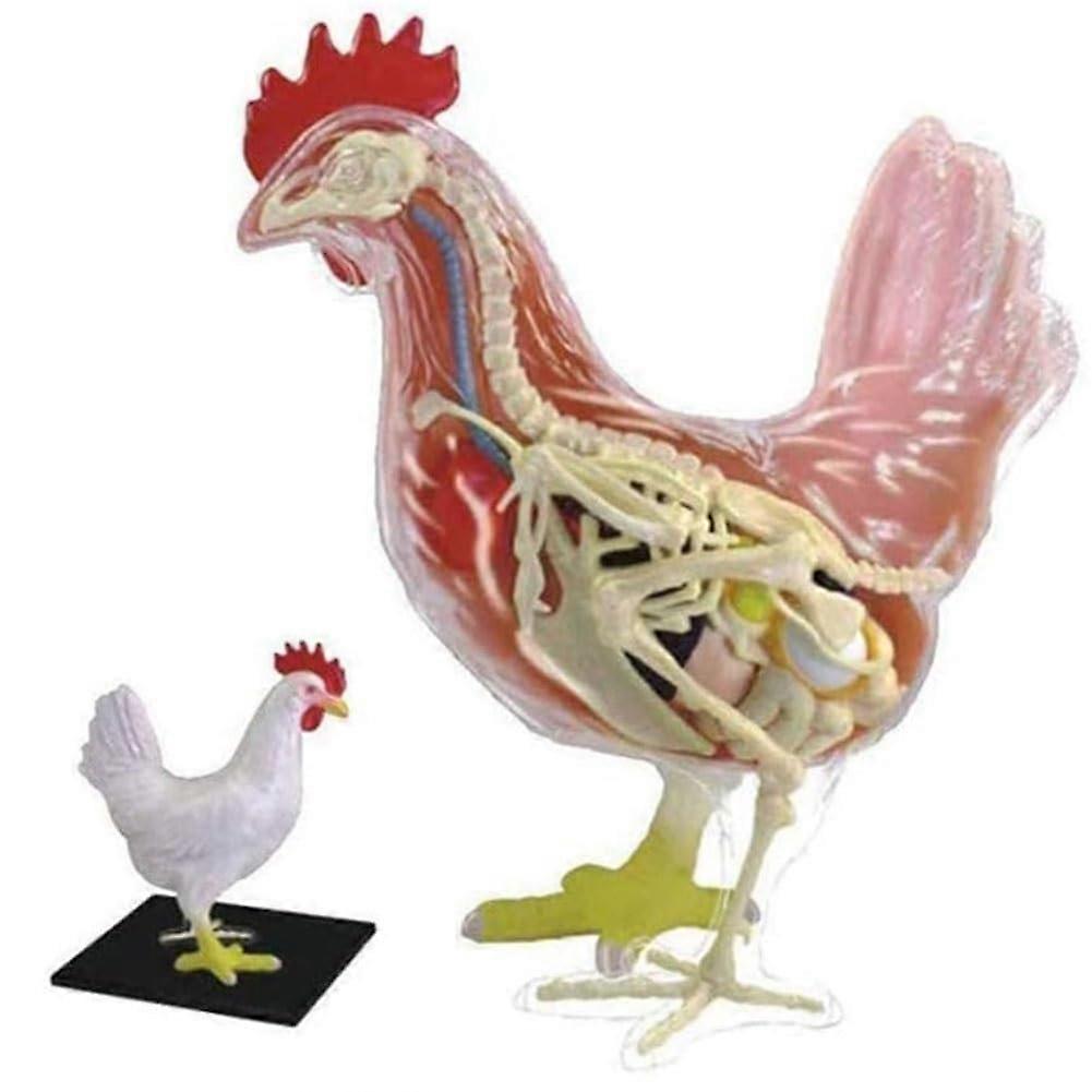 4d Chicken Anatomy Teaching Model,Assembly Model, Anatomical Chicken Model, Detachable 32 Parts