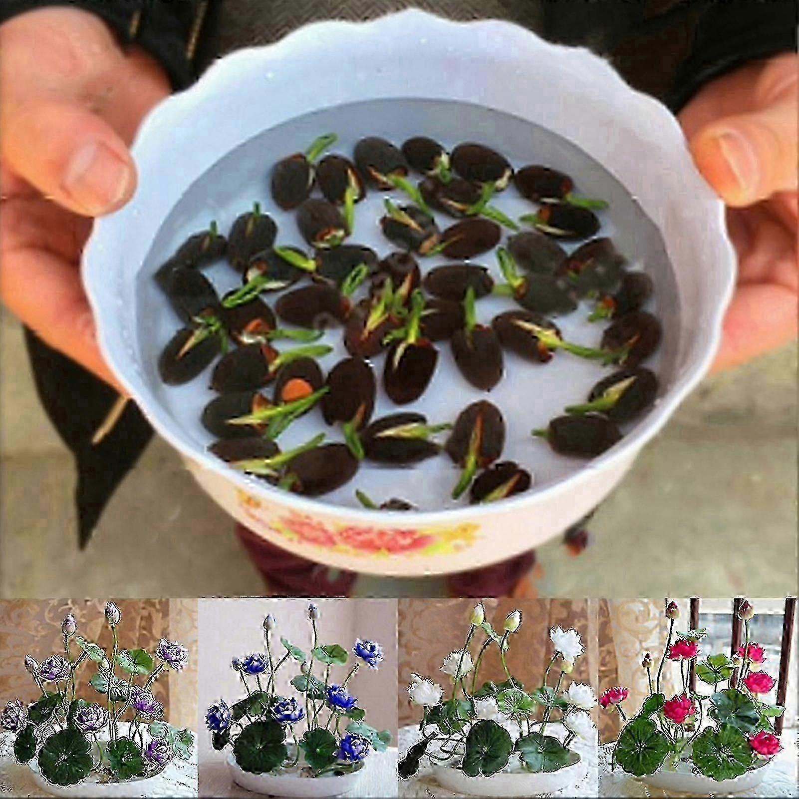 Mini Rare Lotus Seed Mix Pack - Assorted Varieties for Gardening and Decorative Planting Projects