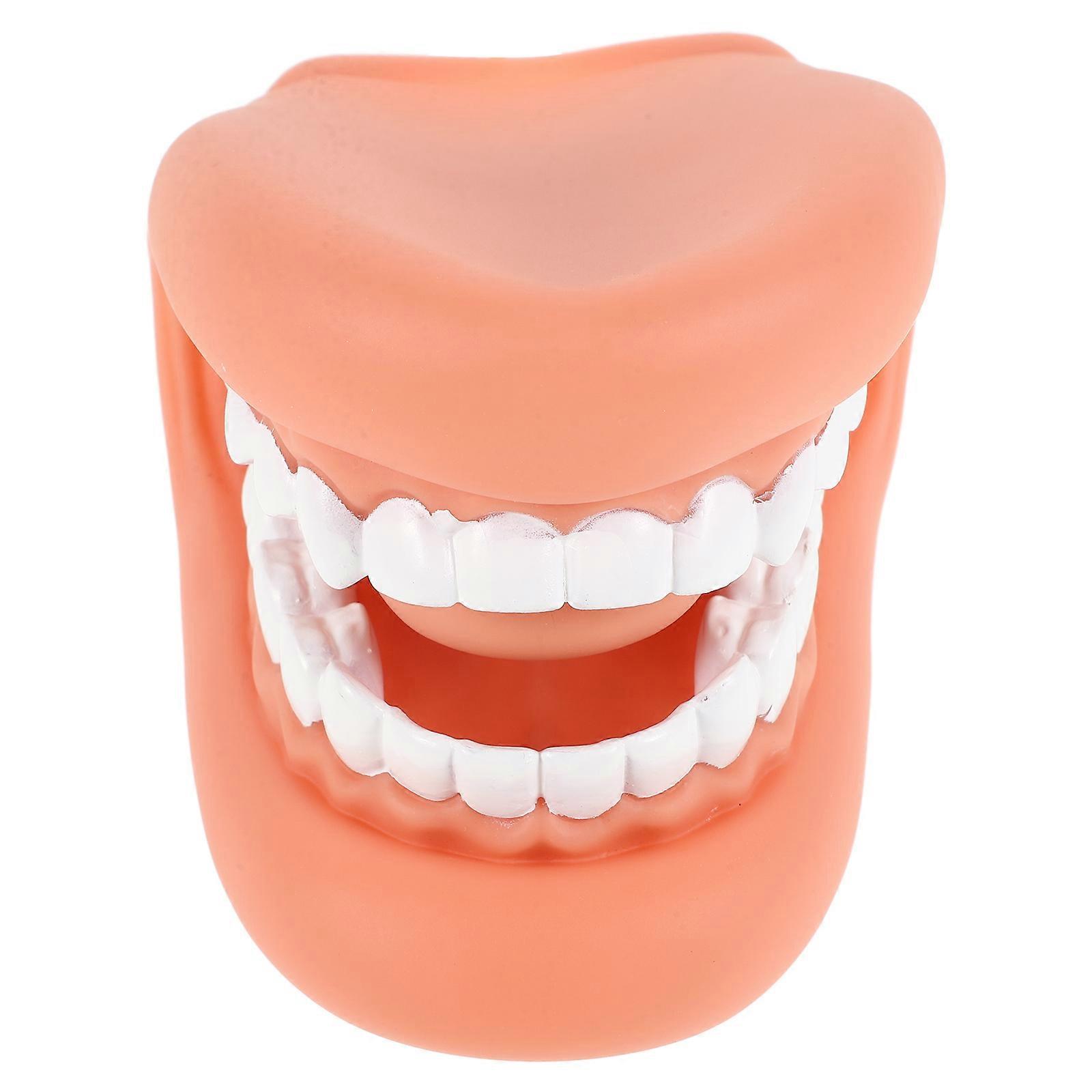 Tooth Teaching Model for Teaching Teeth Model with Safe PVC Material