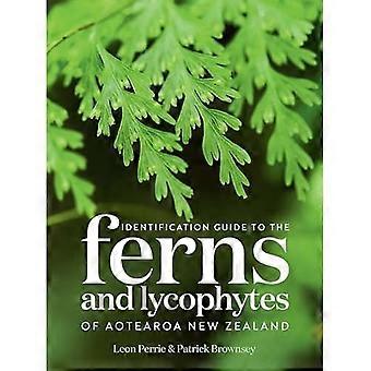 Aotearoa NZ:n saniaisten ja lykofyyttien tunnistusopas