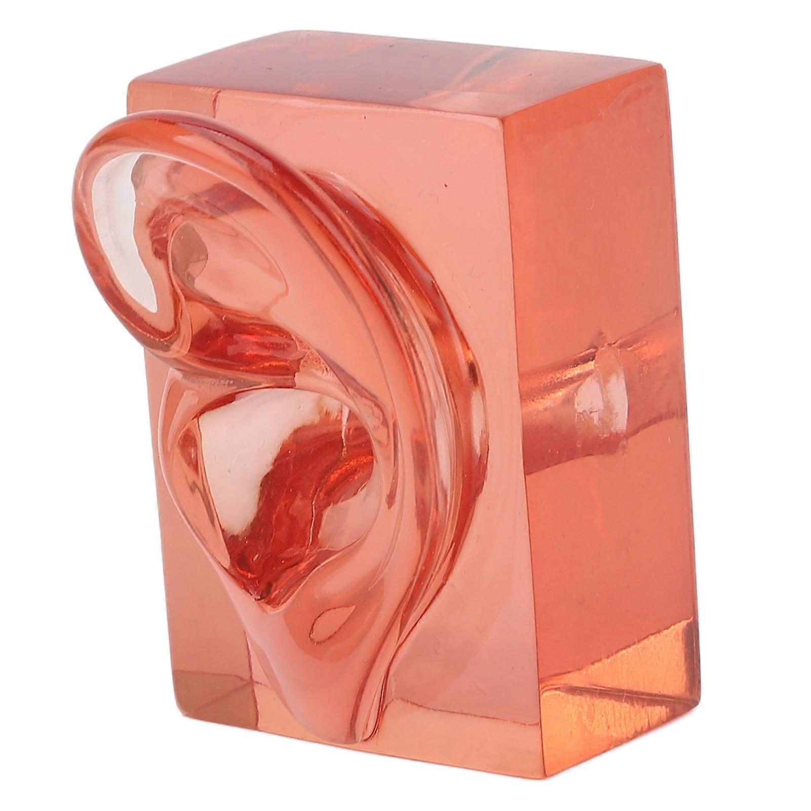Right Ear Model Transparent Red Acrylic Sturdy Waterproof High Simulation Ear Display Model