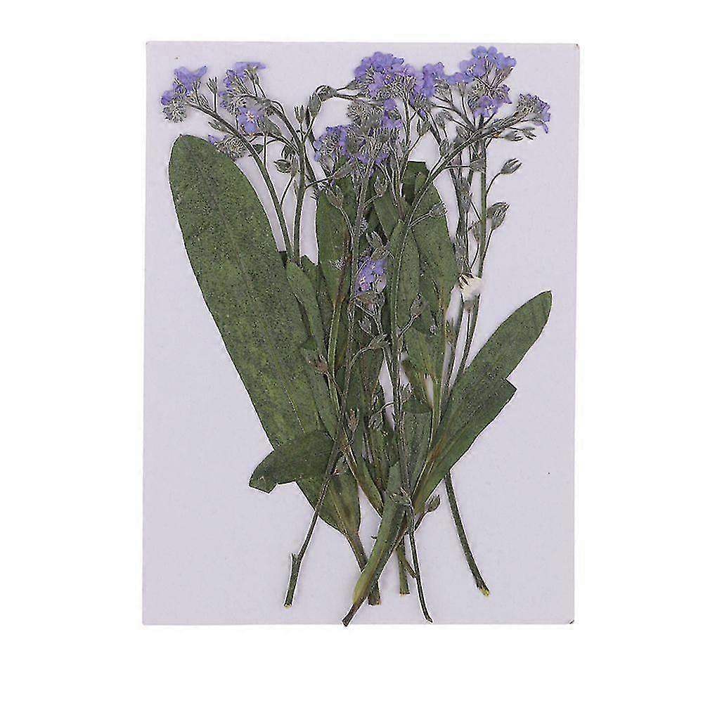 12pcs Forget-me-not Natural Real Dried Flowers for DIY