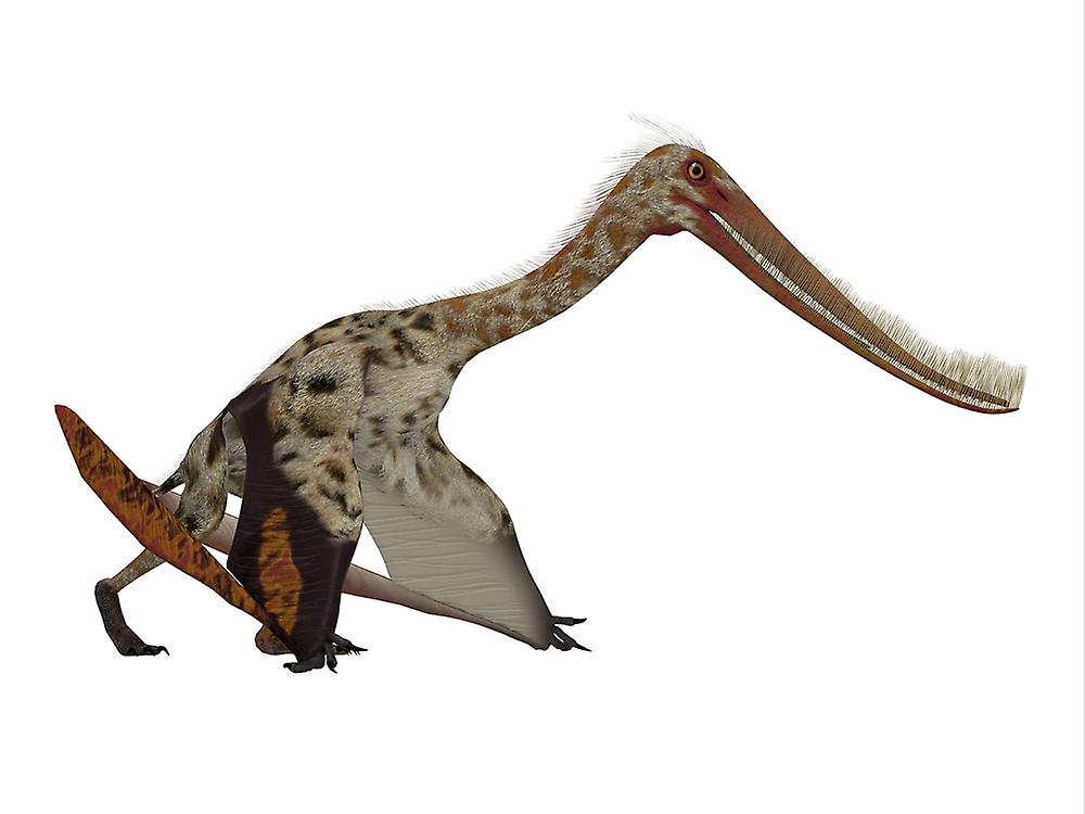 Pterodaustro pterosaur on white background. Poster