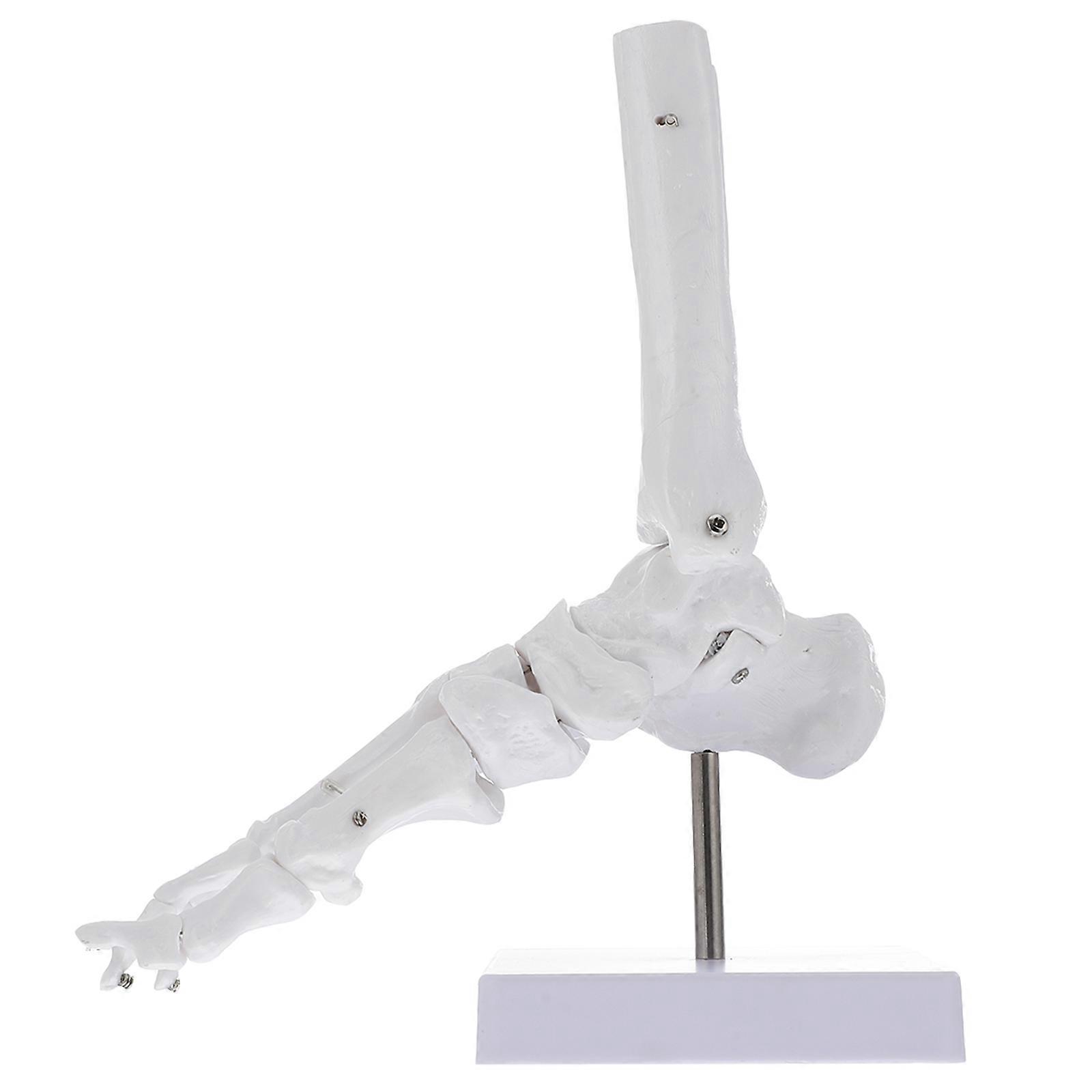The **Human Foot Skeleton Model** is an anatomically detailed designed to represent the complex structure of the human foot and ankle. It's commonly