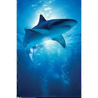 Shark Depths Wall Jigsaw Puzzle  Premiumd Version HAA651