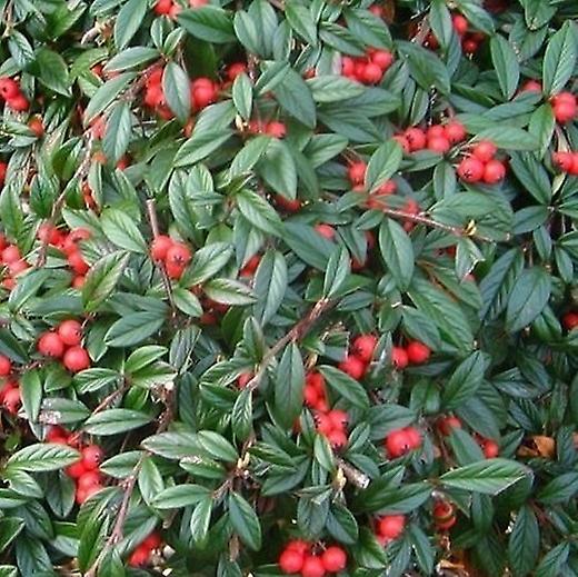 Cotoneaster Repens. Nízko rastúce, vždyzelené.