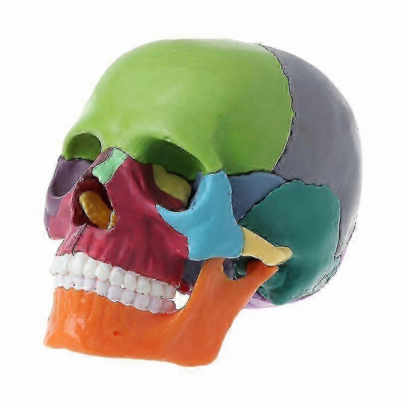 Detachable 15-Piece Anatomical Skull Model for Eonal Use