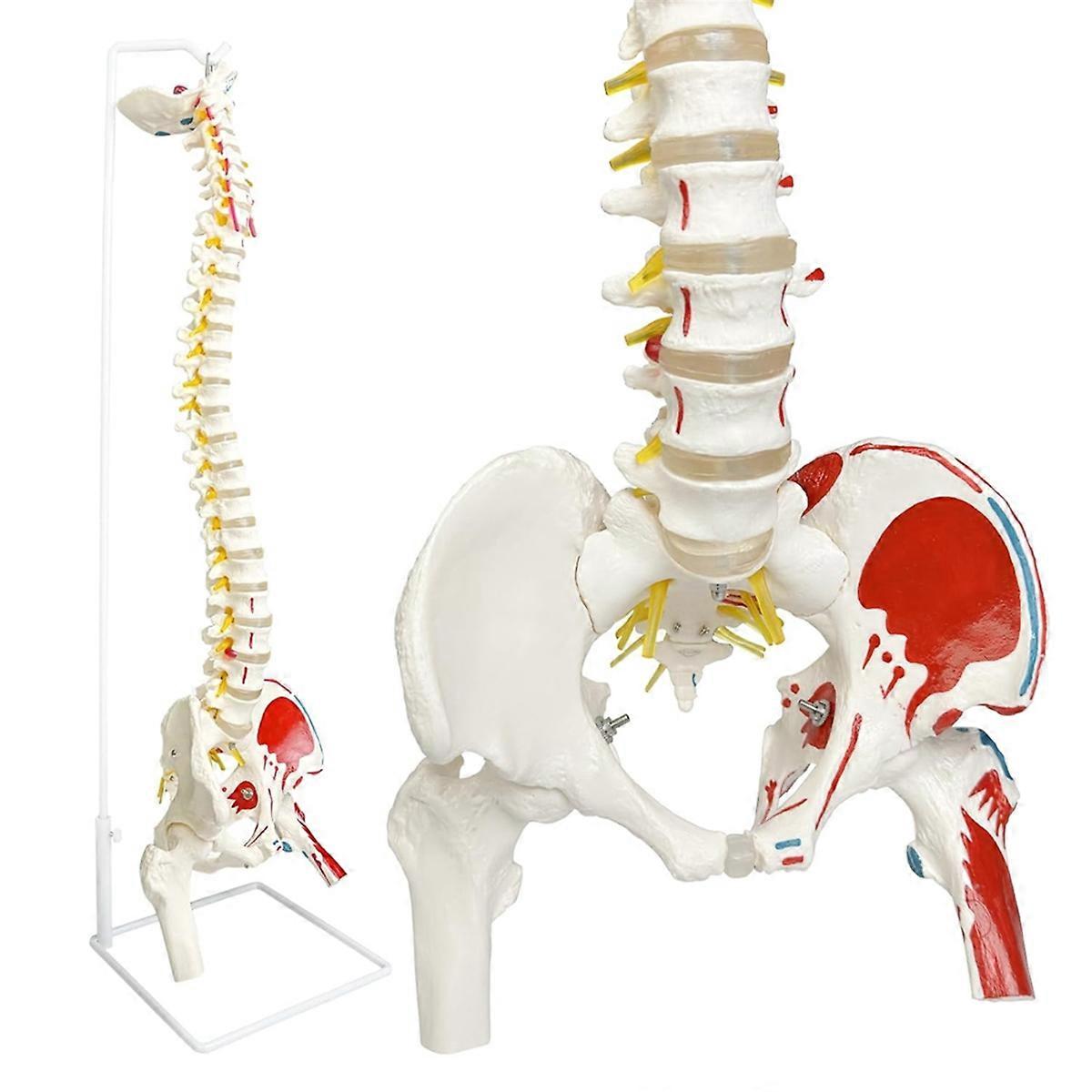 Spine Model for Anatomy, Arteries, Lumbar Column,Pelvic Girdle Femur with Stand for Science Study or Patient Education