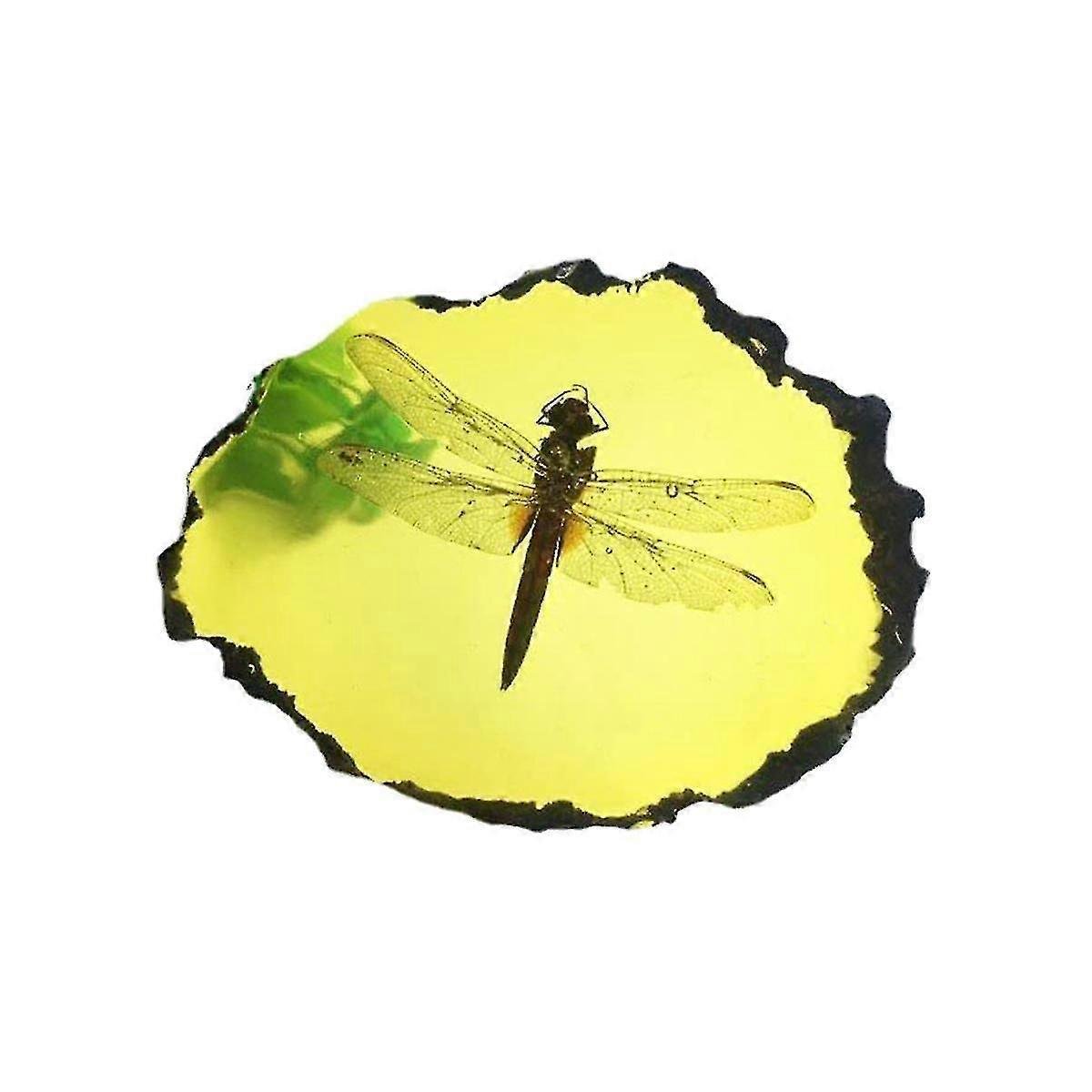 Fossils Insect Samples Artificial Insect Science Education-CE