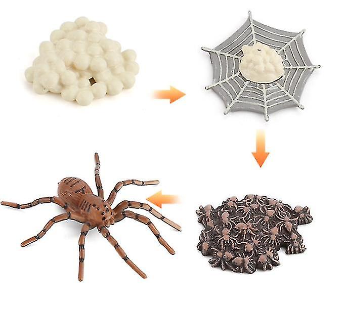 Miniature Simulation Insect Growth Cycle Science And Education Cognitive Model Children's Learning Toys 4pcs