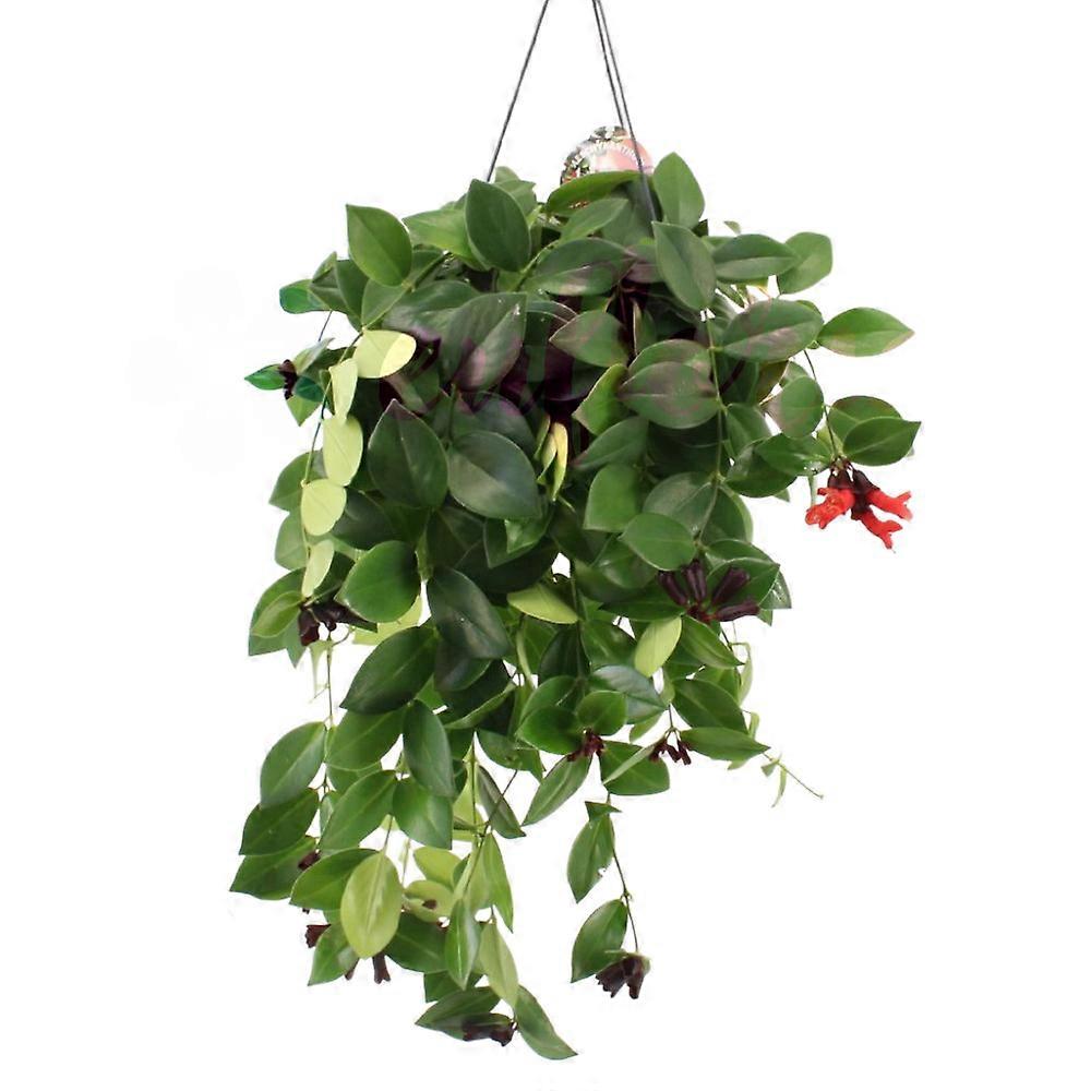 Aeschynanthus 'Mona Lisa' Ø15cm