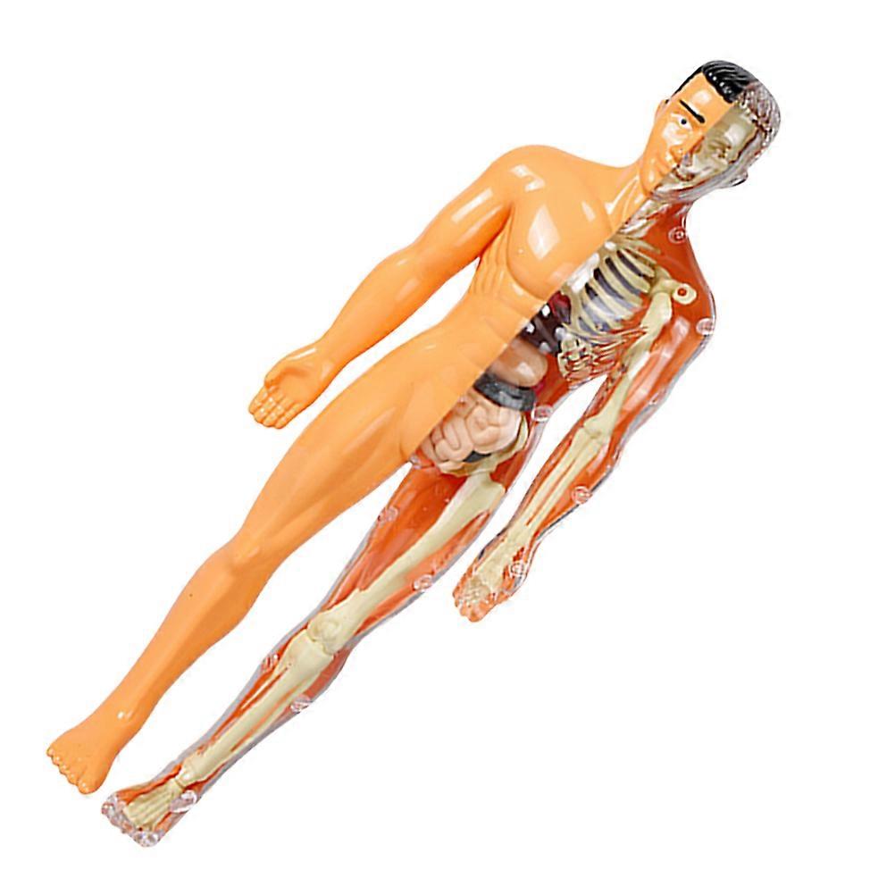 Bone Assembly Model Human Anatomy Model for Learning 1Set DIY Kit