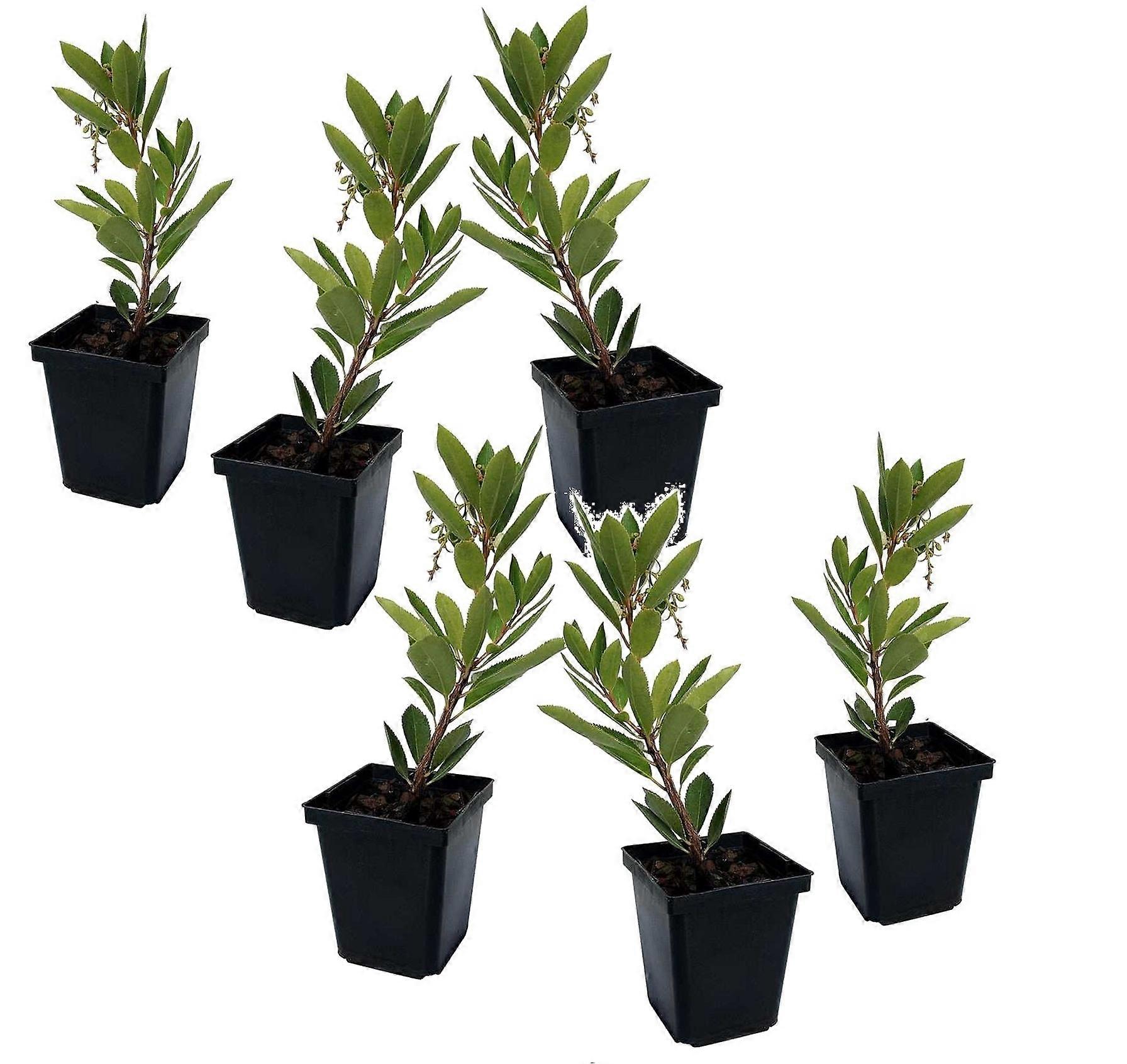 Erdbeerbaum - 6 Stk. - Erdbeerbaum 'Unedo' - Höhe 25-40cm - ⌀9cm