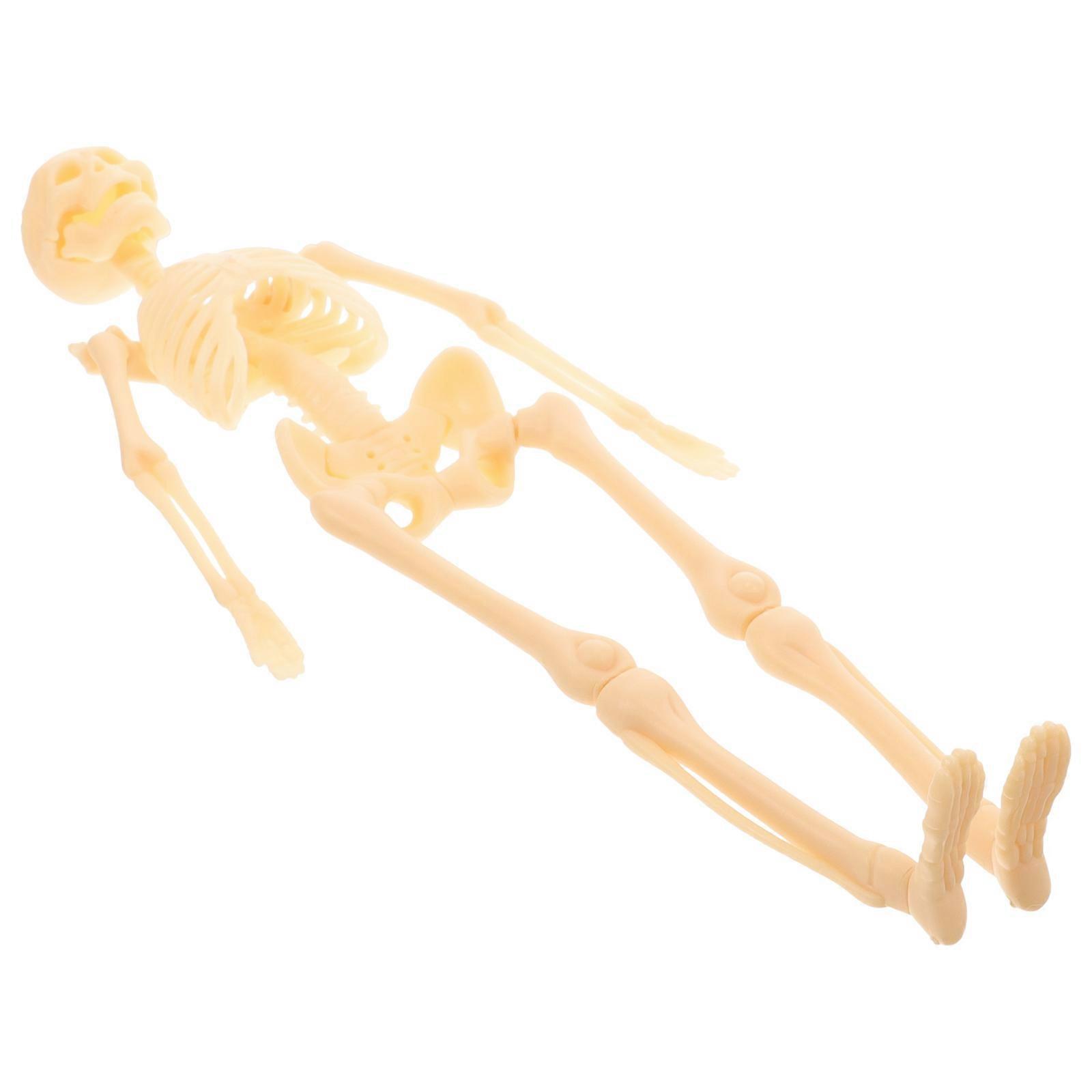 Science Education Model Human Body Skeleton Model Classroom Teaching Brown 27.50X9.00X2.50CM Teaching Aid 1Pack