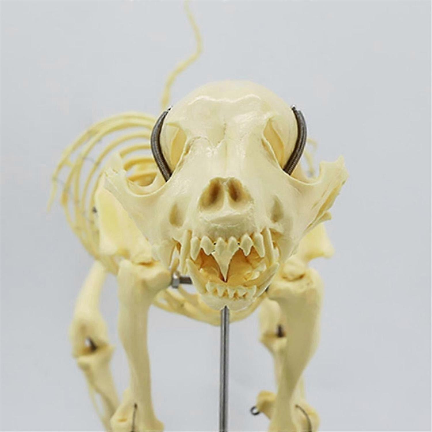 Dog Skeleton Model Dog Anatomy Animal Teaching Model