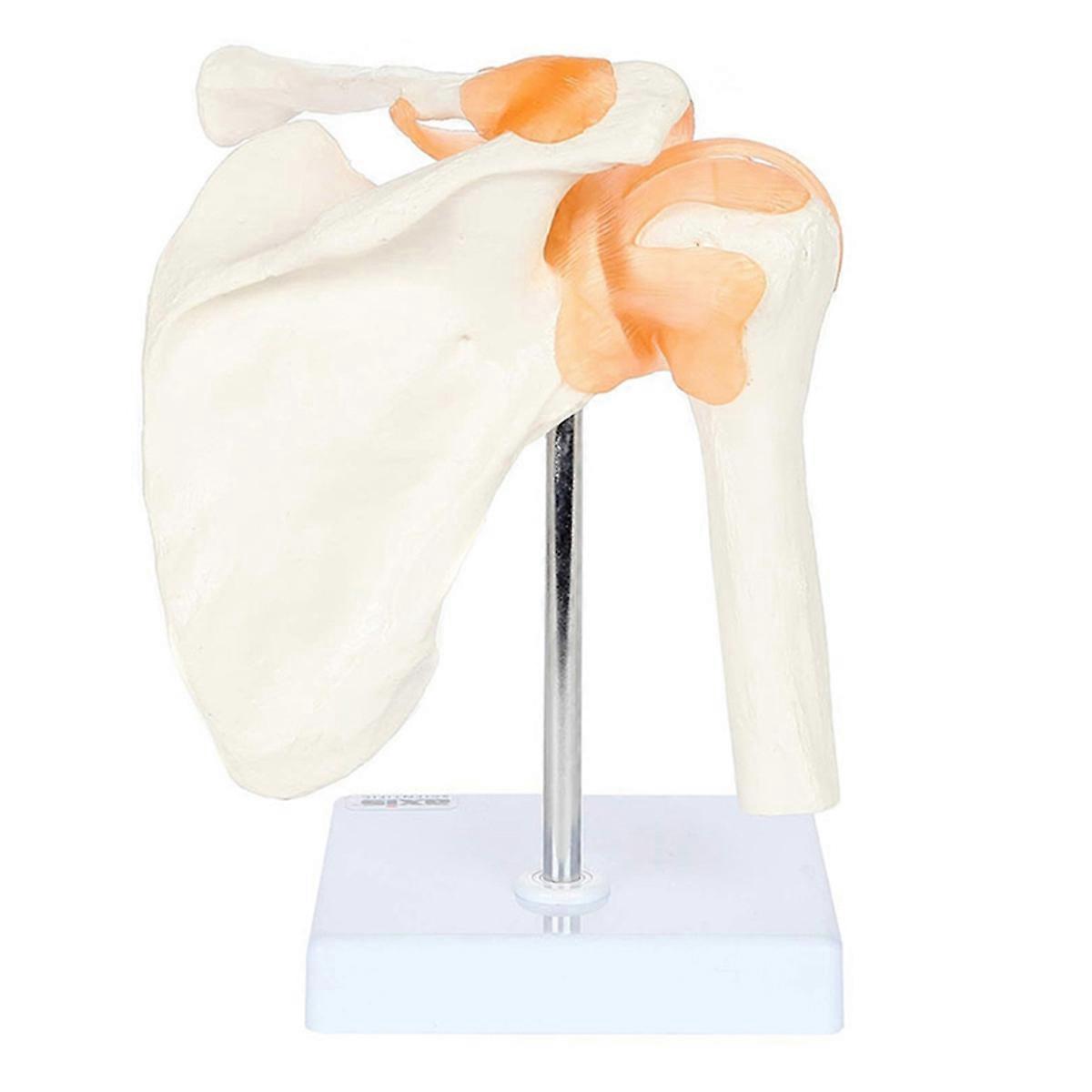 PVC Shoulder Joint Model Human Shoulder Bone Ligament Scapula Clavicle Anatomical Structure Orthopedic Teaching Model