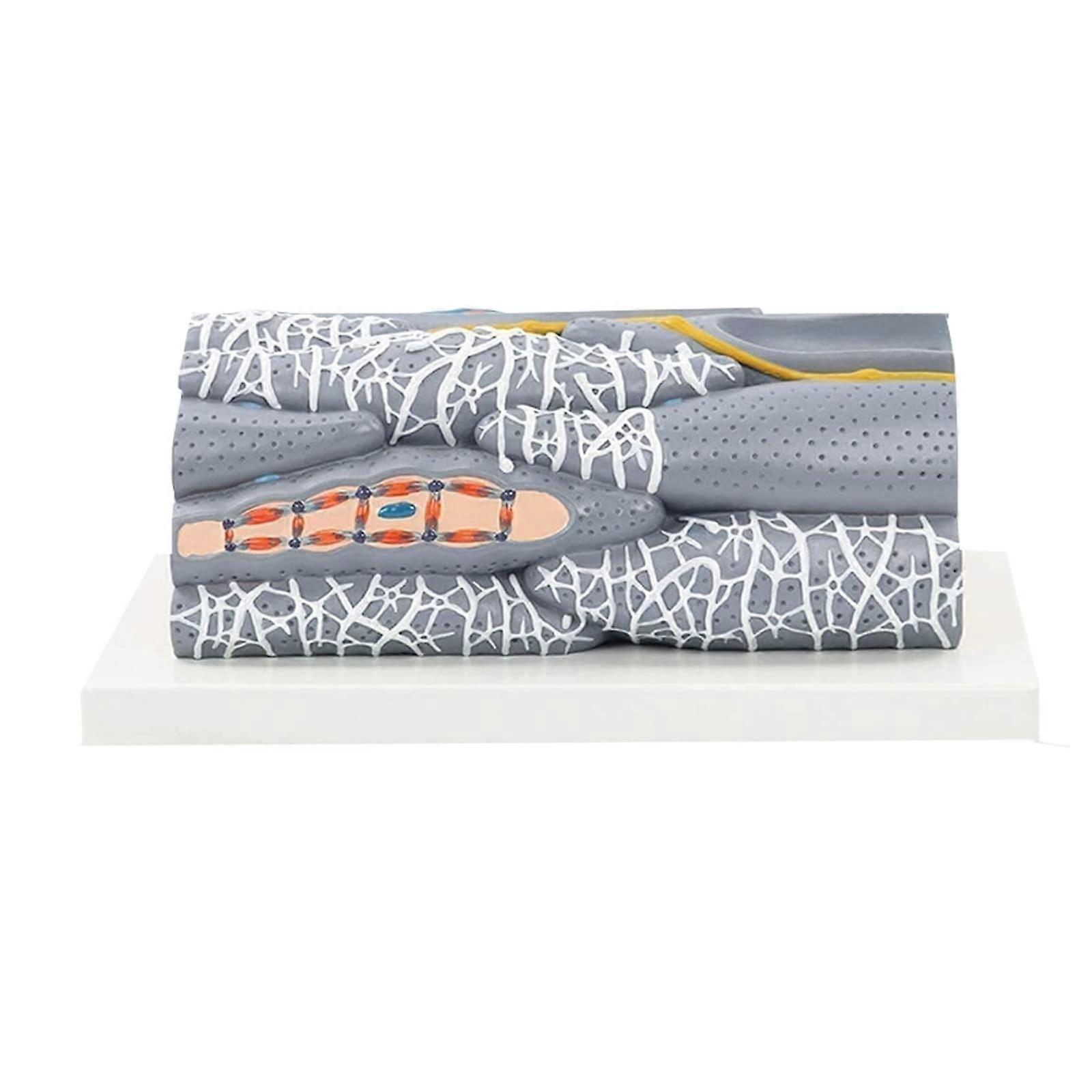 Smooth Muscle Tissue Model with Clear Anatomical Detail for Study, Teaching and School Display