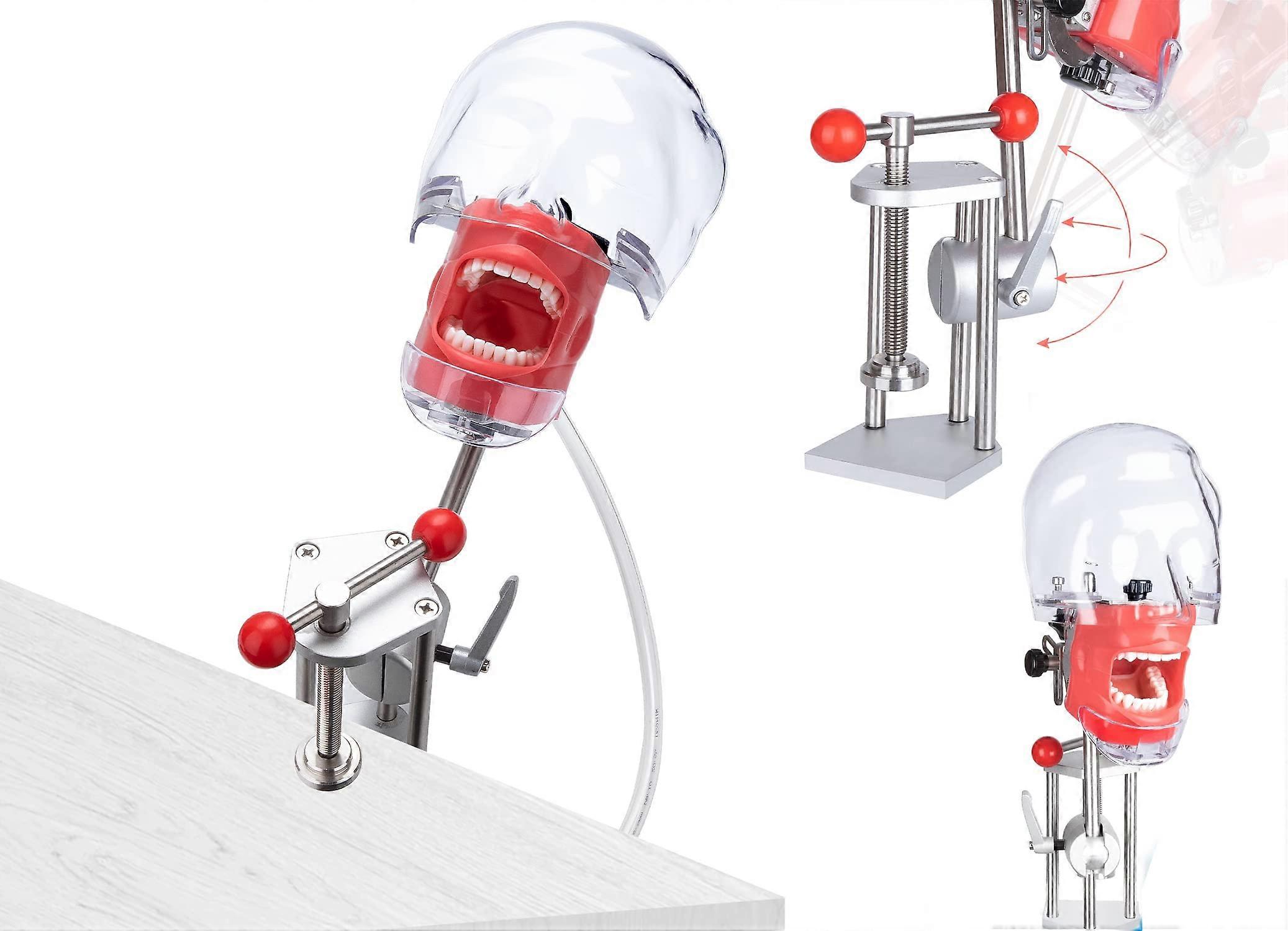 Dental Phantom Head Simulator with Bench Mount, 360° Adjustable, Replaceable Teeth for Training