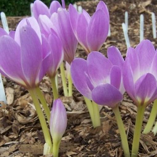 Colchicum Jätten. Höst Krokus.