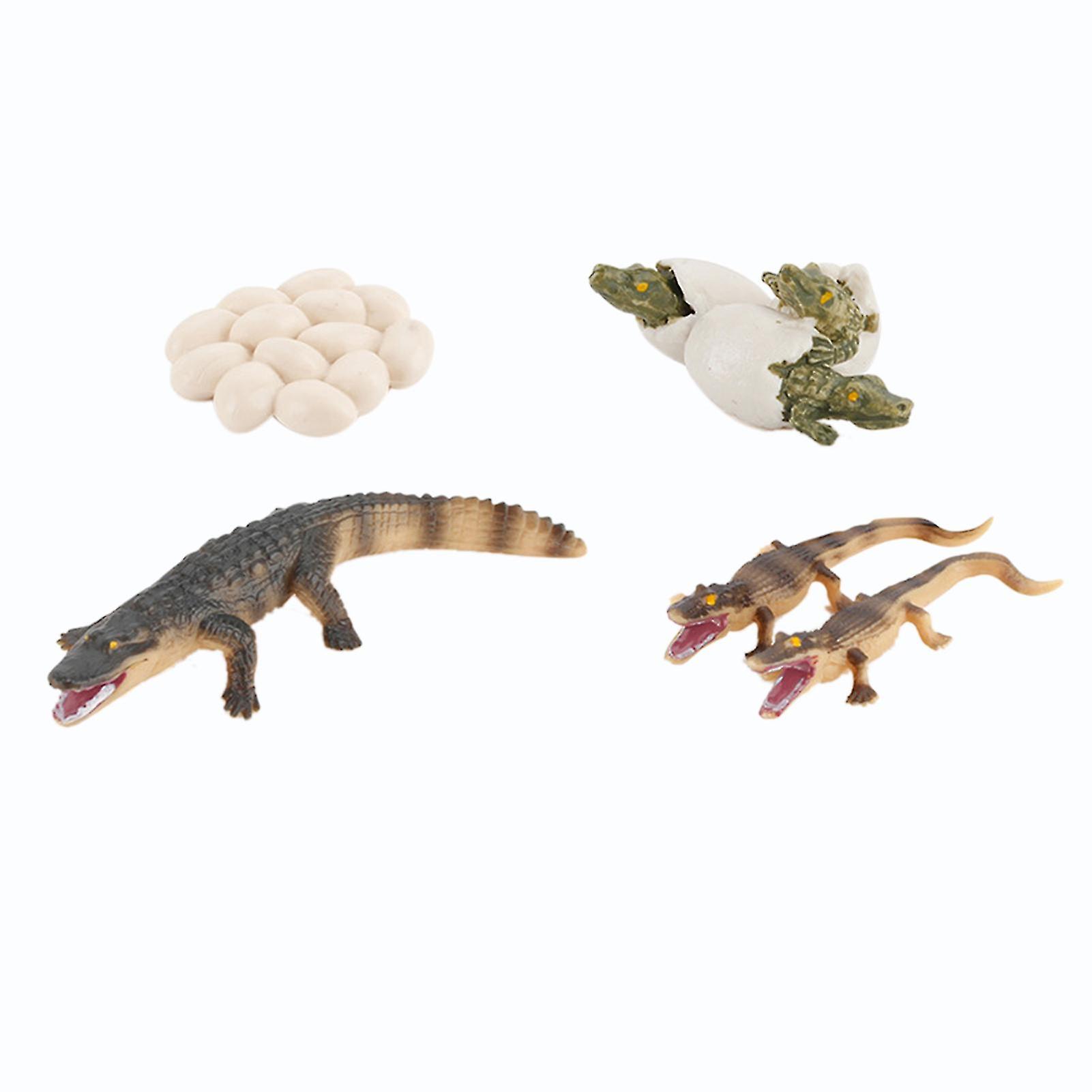 Crocodile Model Cognitive Educational Imaginative Animal Growth Life Cycle Model For Kids