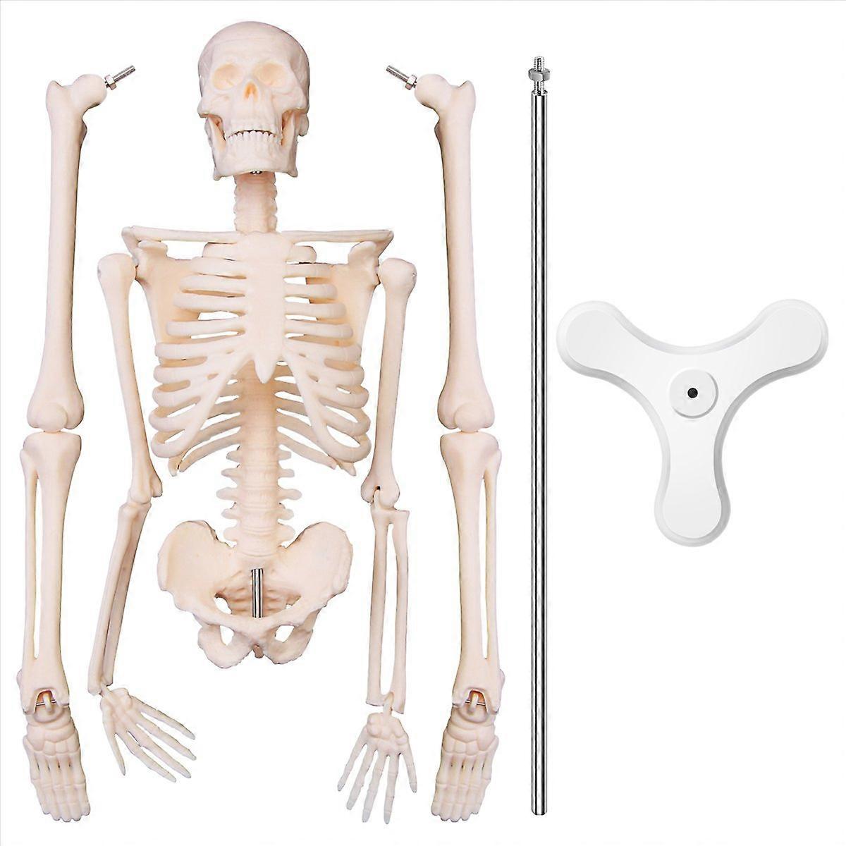 45CM Human Anatomy Skeleton Model Poster Learn Model