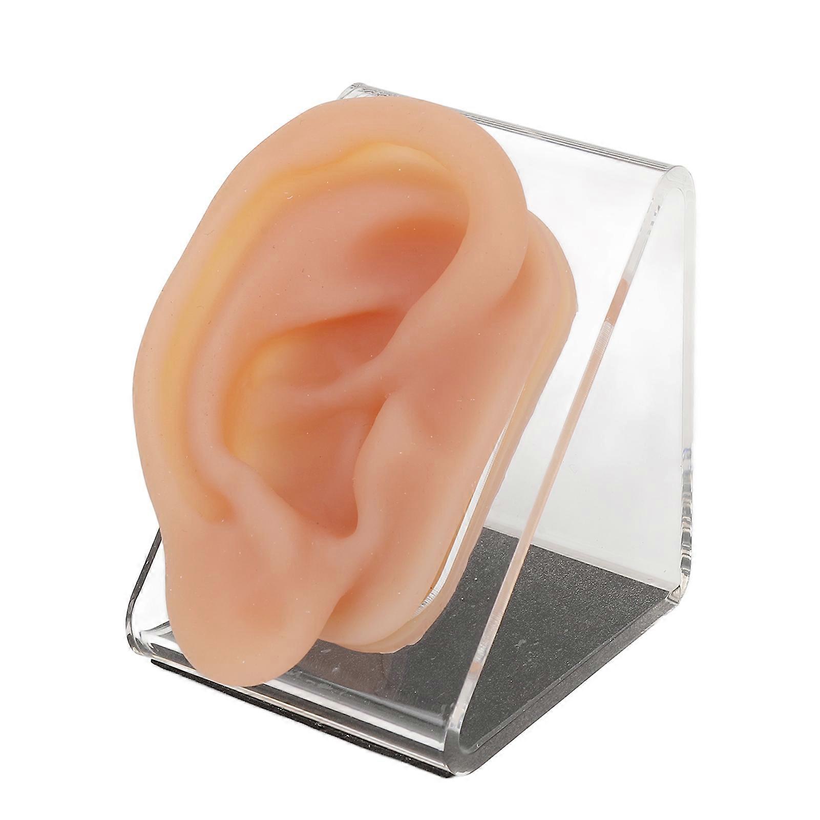 Silicone Ear Model Simulated Ear Model Acupuncture Practice Tool with Display Stand for Piercing Display