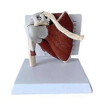 Human Skeleton Shoulder Scapula Clavicle Muscle Model Joint Functional Ligament  Teaching Aid