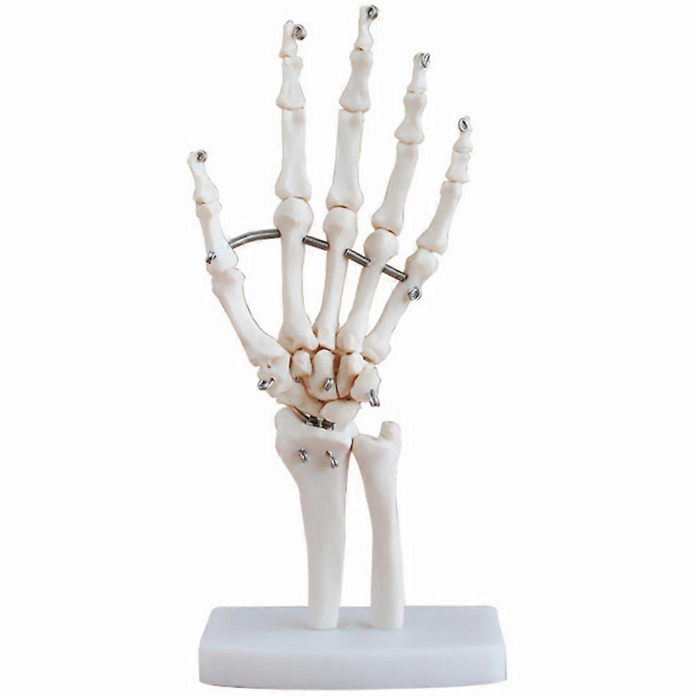 Human Hand Skeleton Model Hand Joint Simulation Model Educational Supply