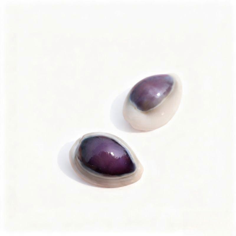 Decorative 1Pc Top Cowrie Cowry Sea Shell