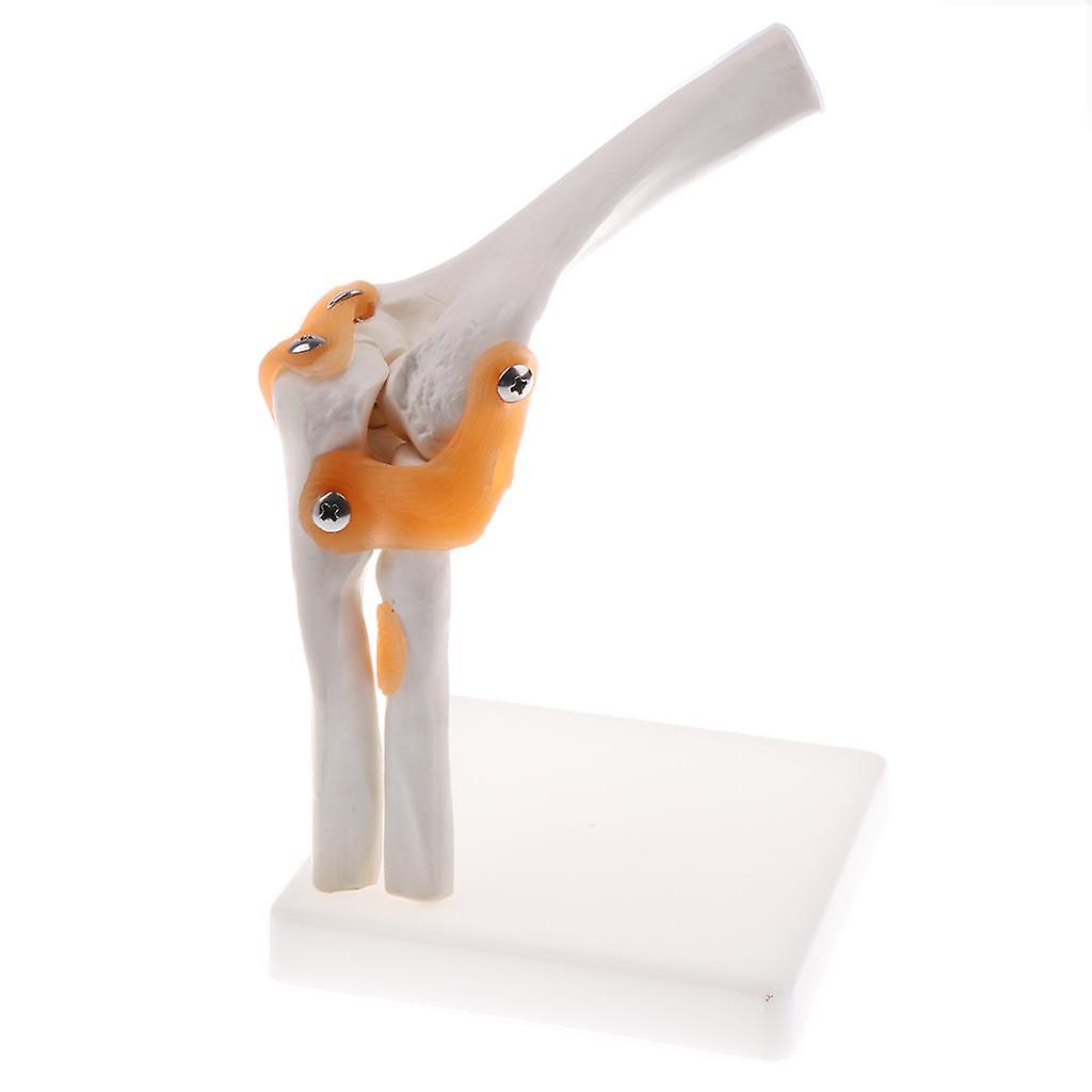 1:1 Human Elbow Joint Ligament Model with Base  Learning Supplies