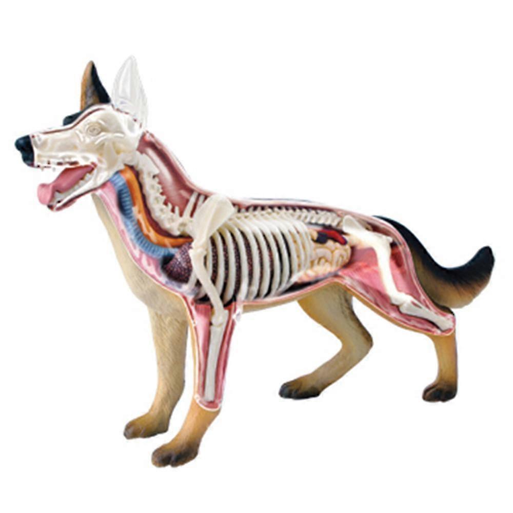 Eläinten anatomian malli 4D Koiran älykkyys Lelujen opetus Anatomian malli DIY-laitteet